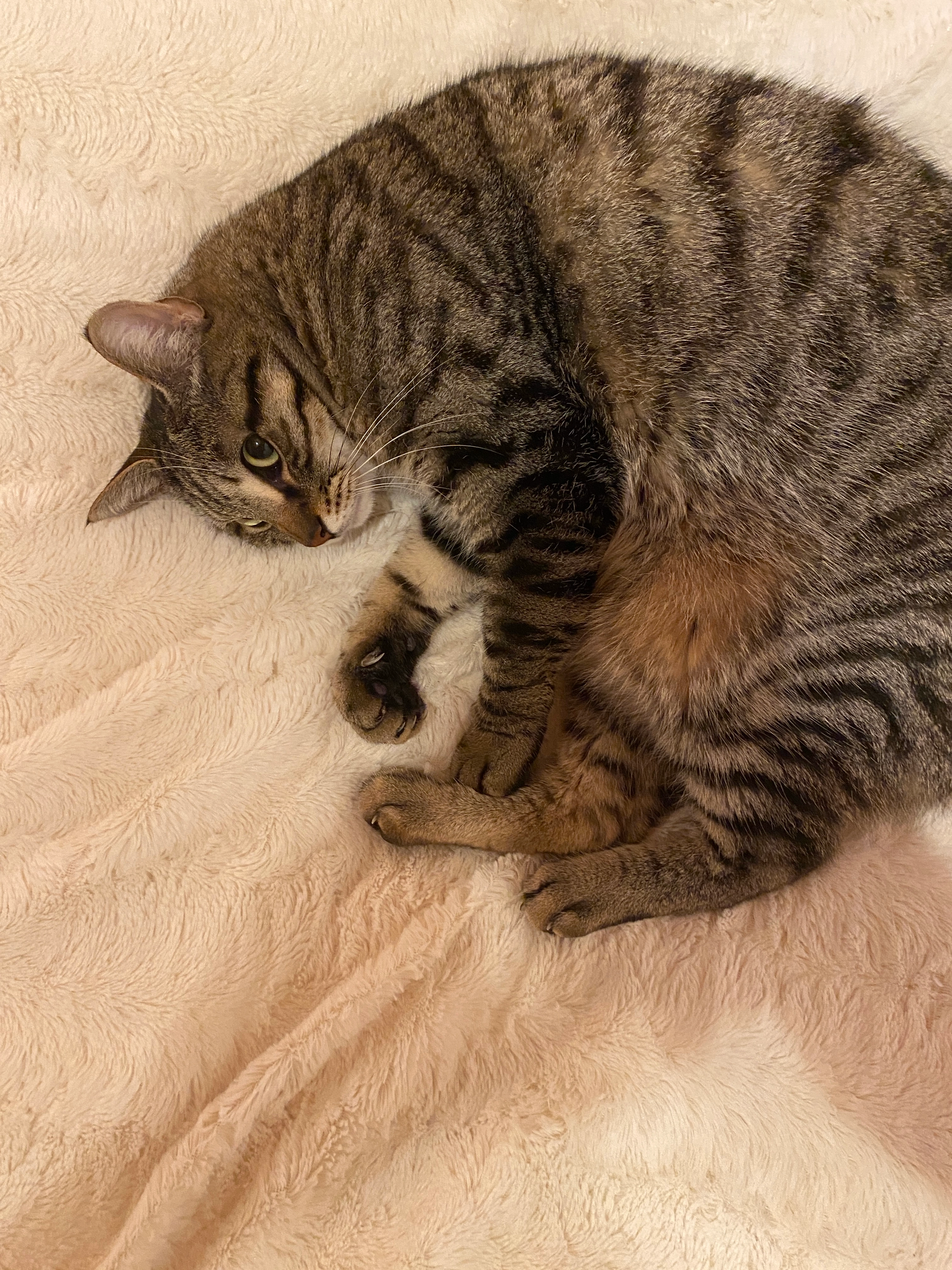 Simba - 238 Route de Moûtiers-les-Mauxfaits, Saint-Avaugourd-des-Landes