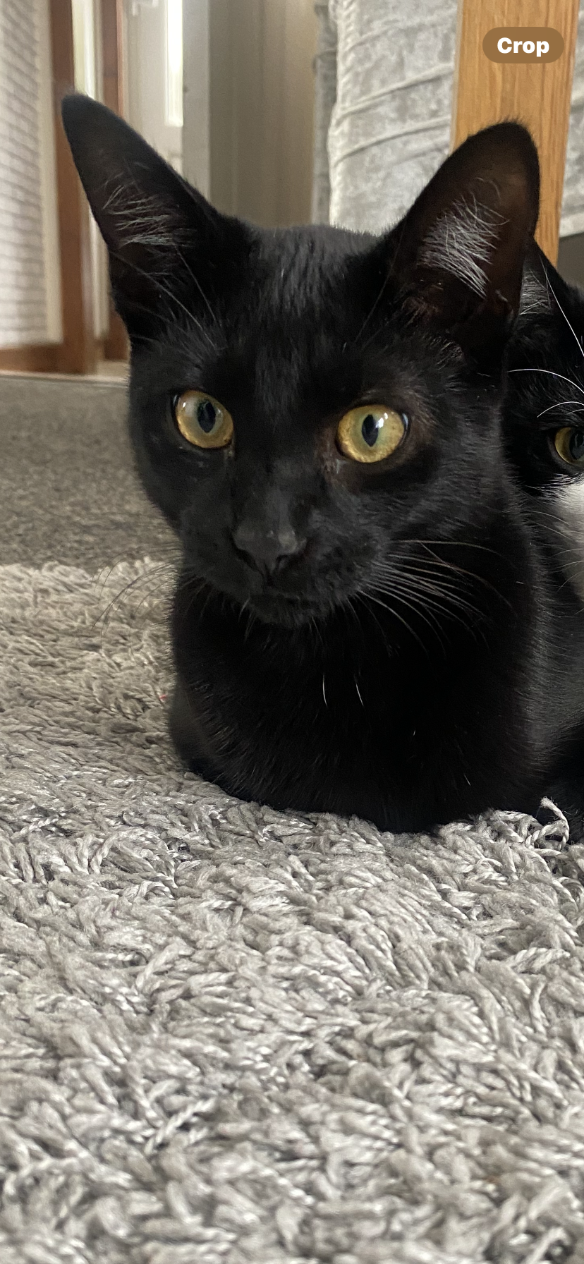 Junior  - Kingsland, Telford