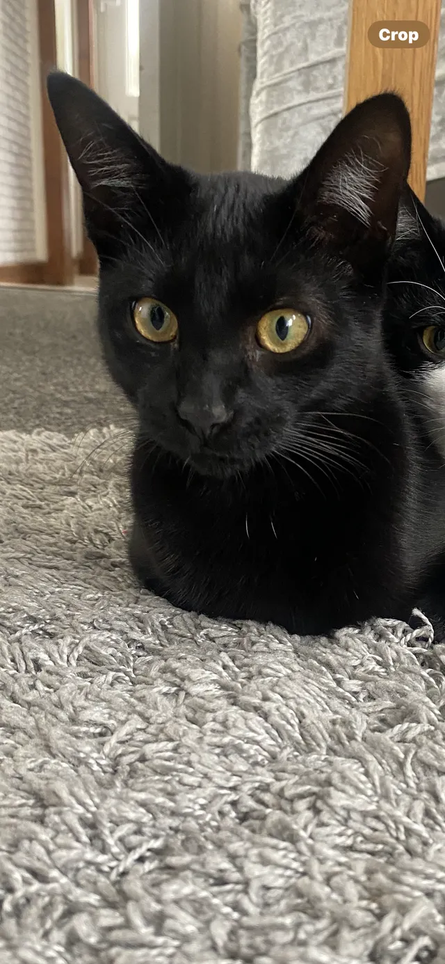Junior  - Kingsland, Telford