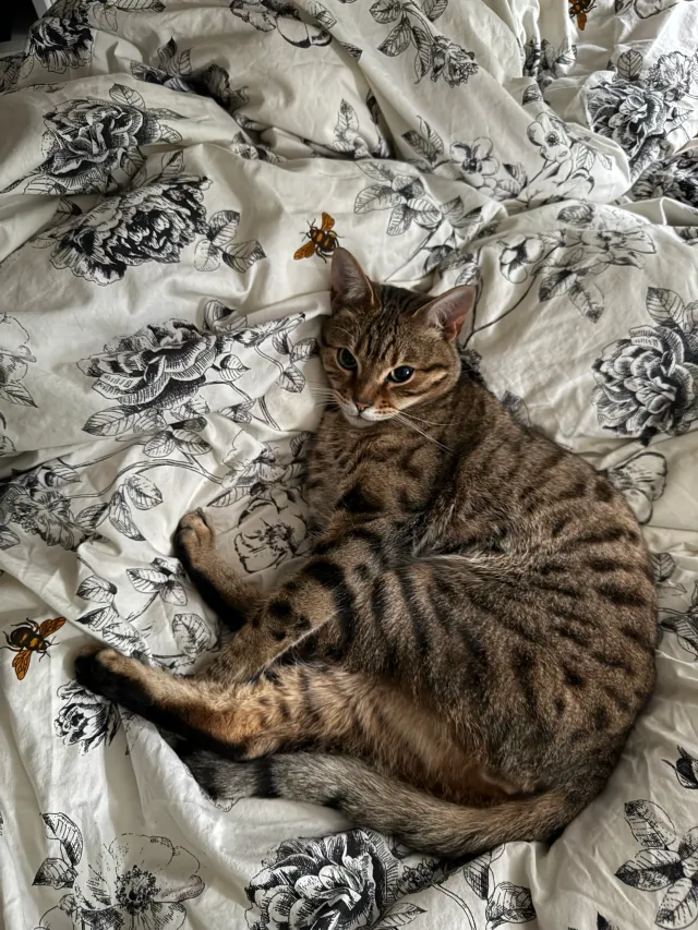 Kiba - Phoenix Court, Brentford