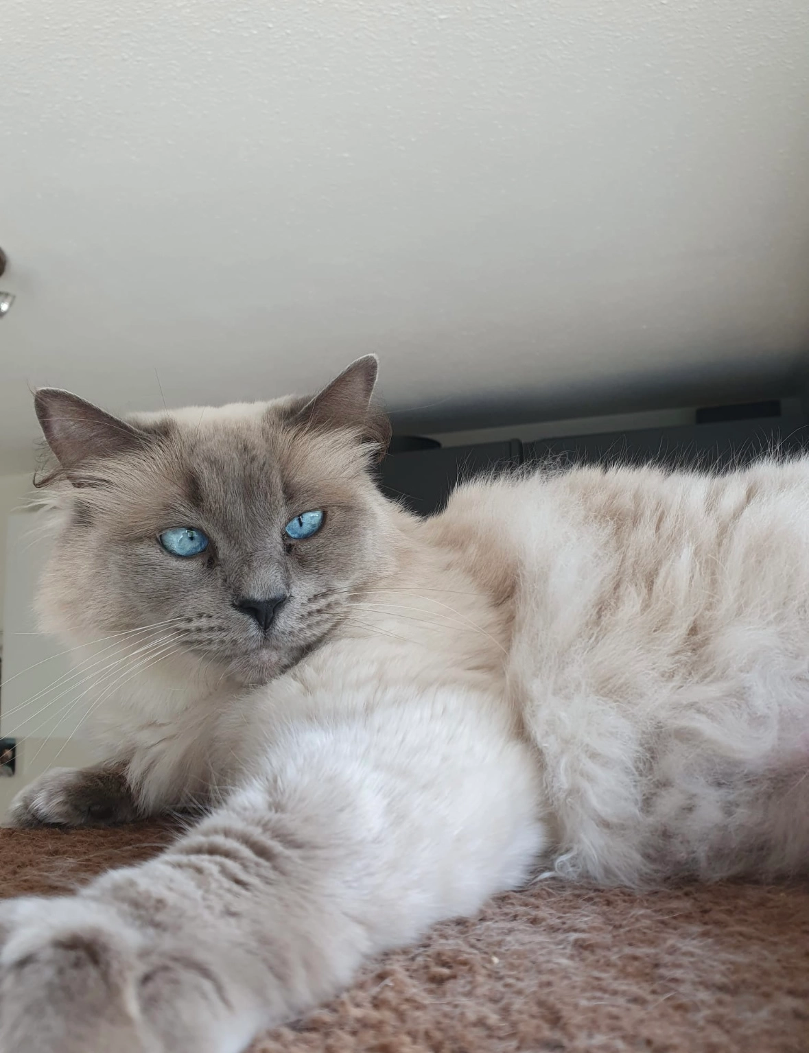 Minoes - Carrouselweg, Apeldoorn