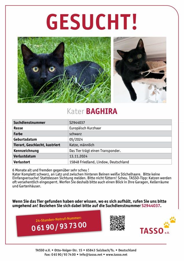 Baghira - Lindow 18, Friedland