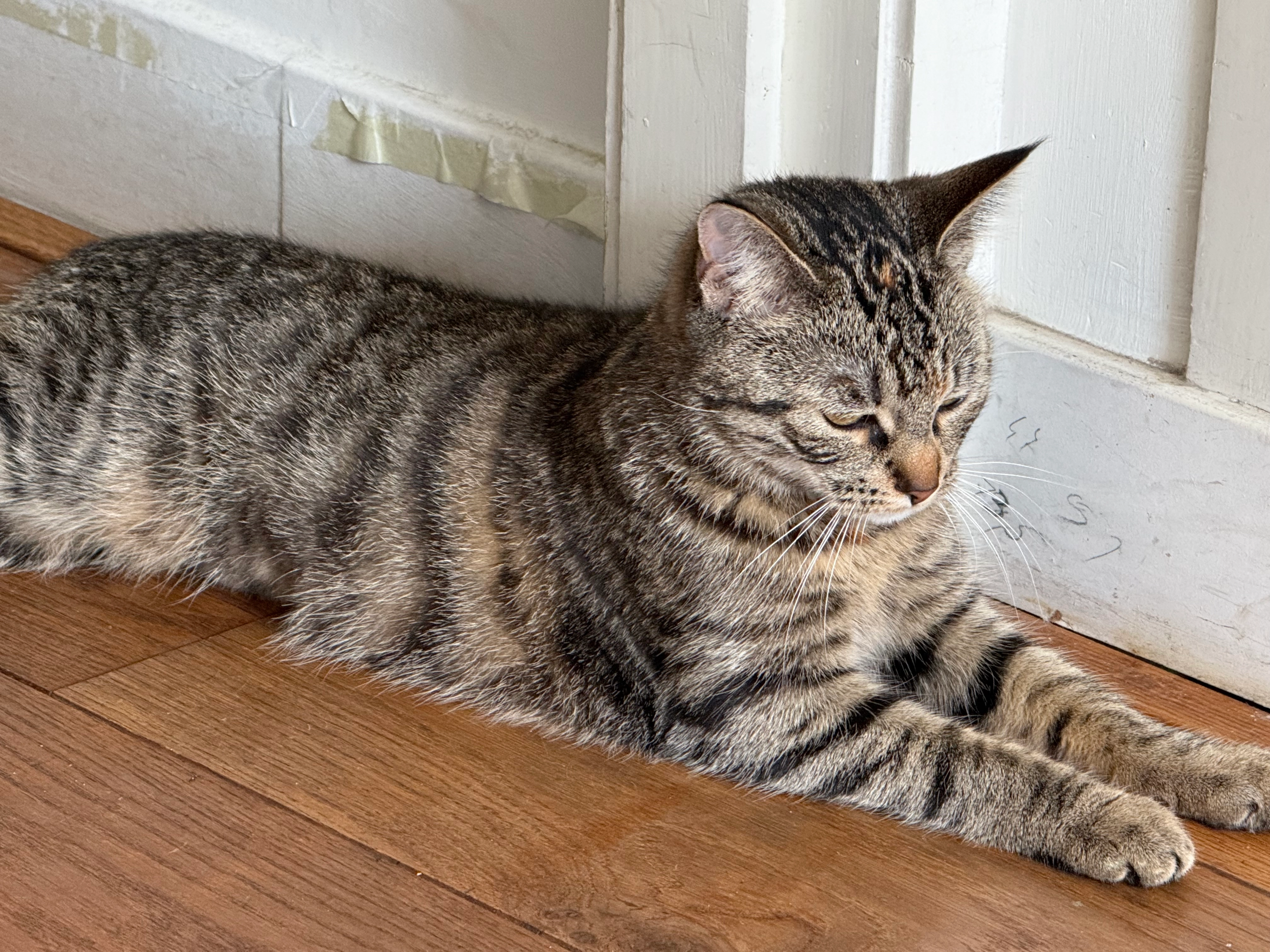 Minouche - Polderwei, Heeg