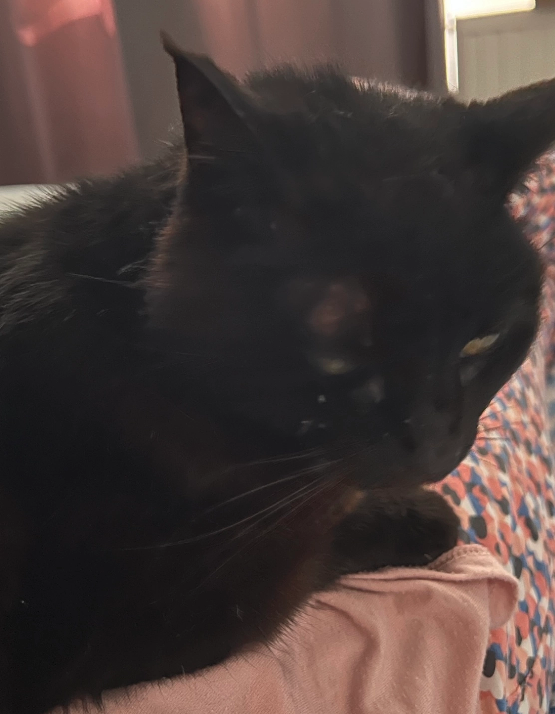 Cacahuète - Avenue De La Dimeresse, Quincy-Voisins