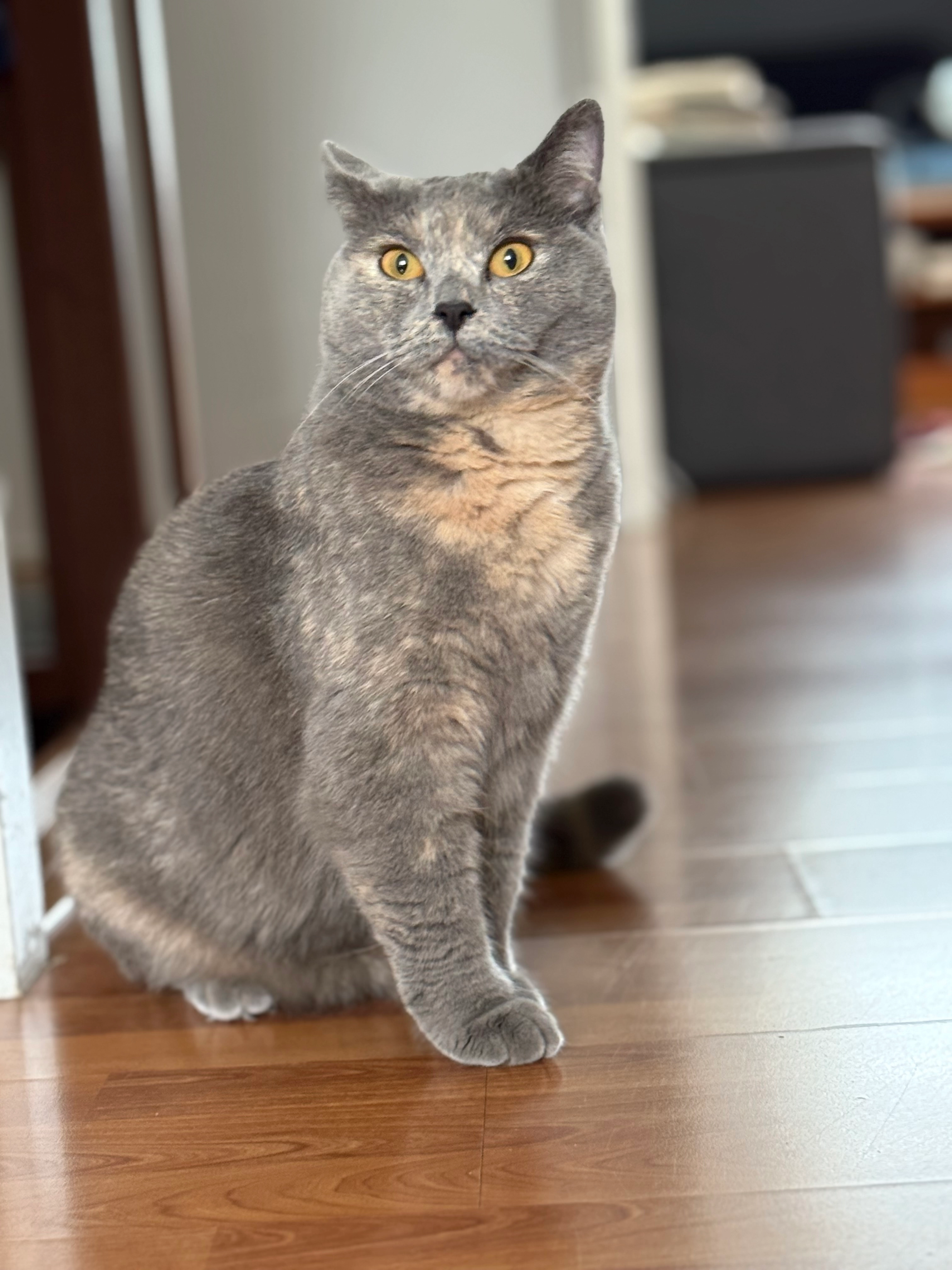 Arya  - Grasklokje, Boxmeer