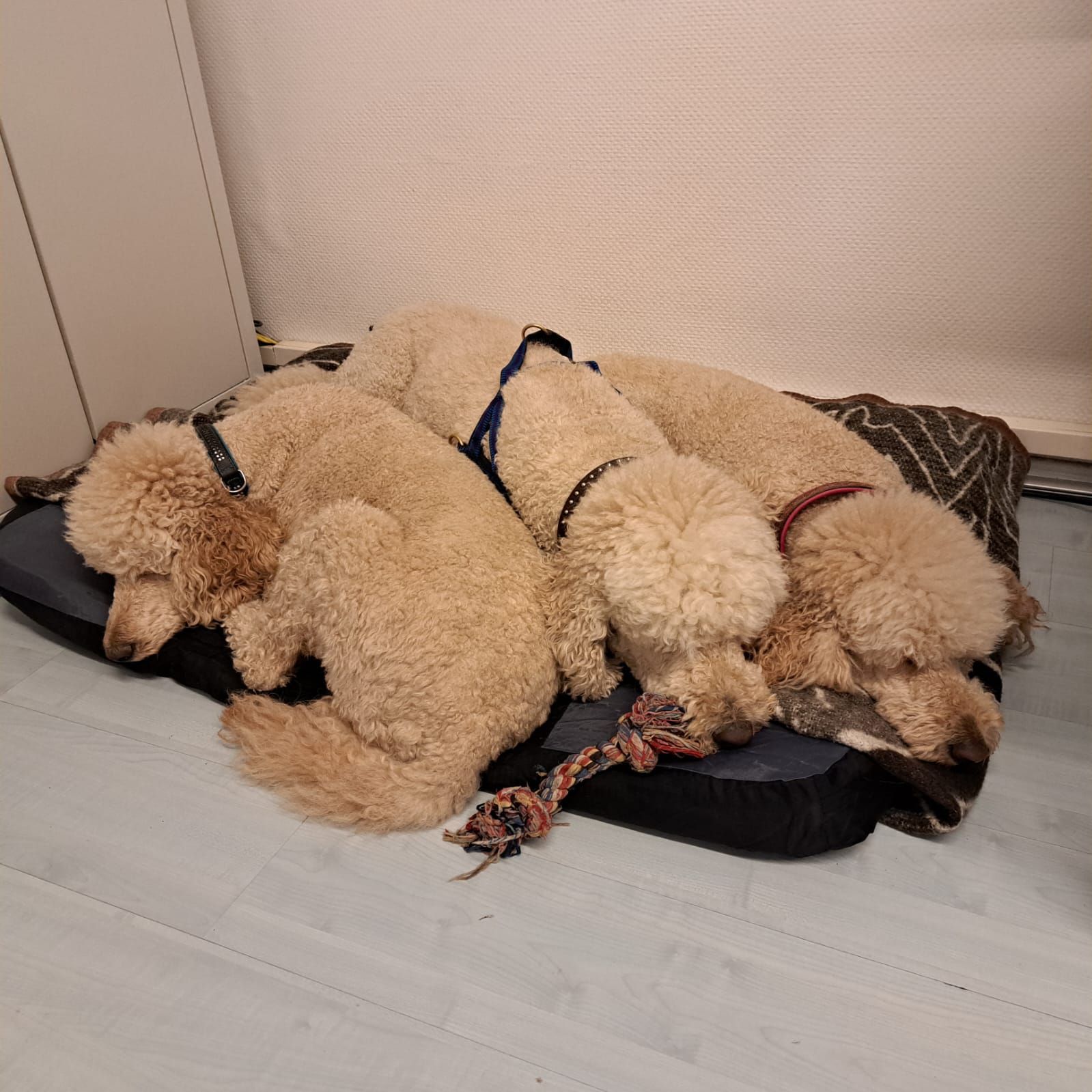 Ferdinand und Kleo - Großlindig, Waldenburg