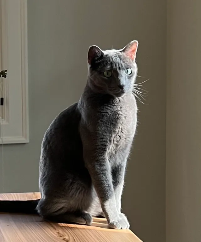 Smokey - Laurel Street, Menlo Park