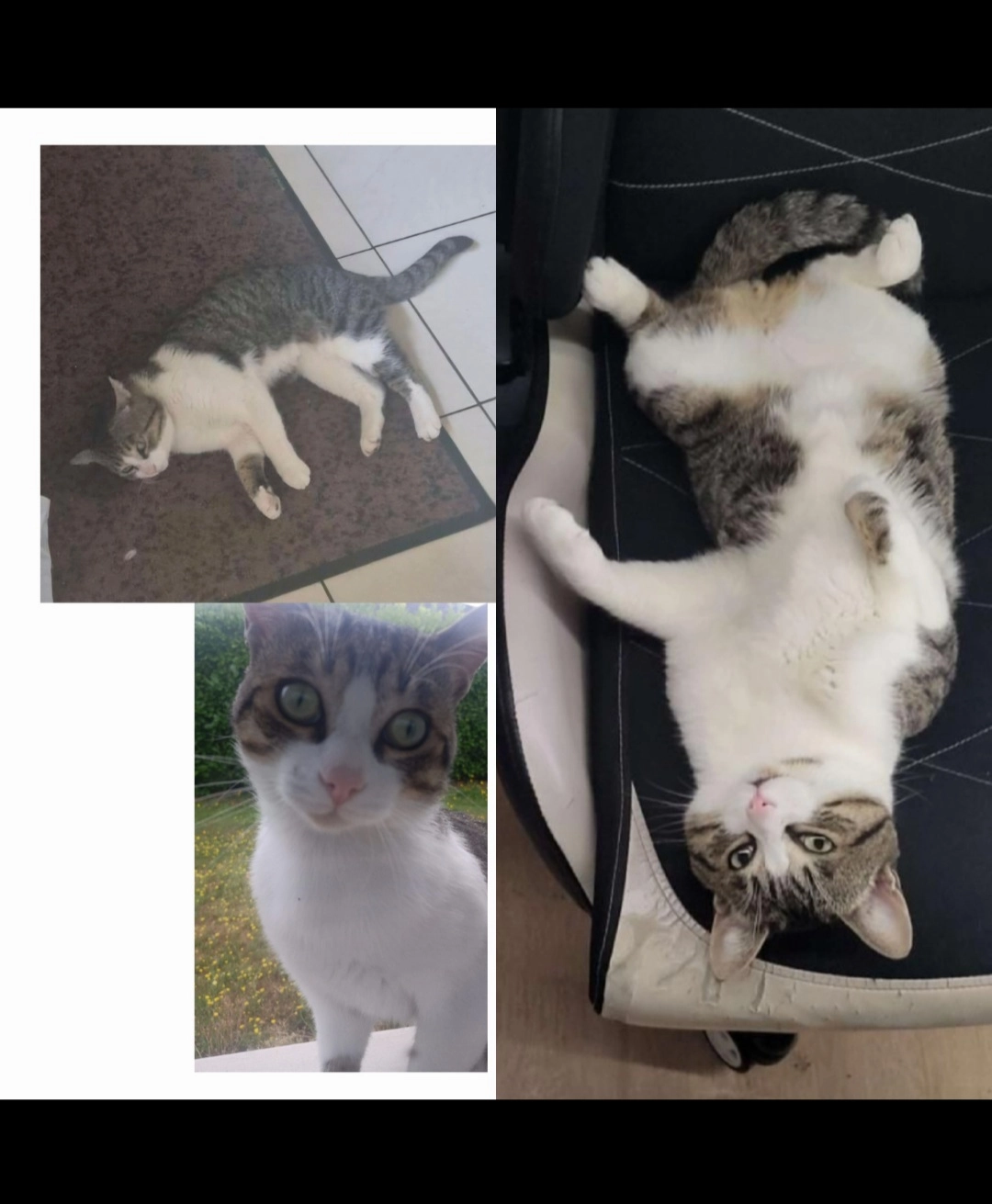 Tsuky - Sterrenlaan, Hoeilaert