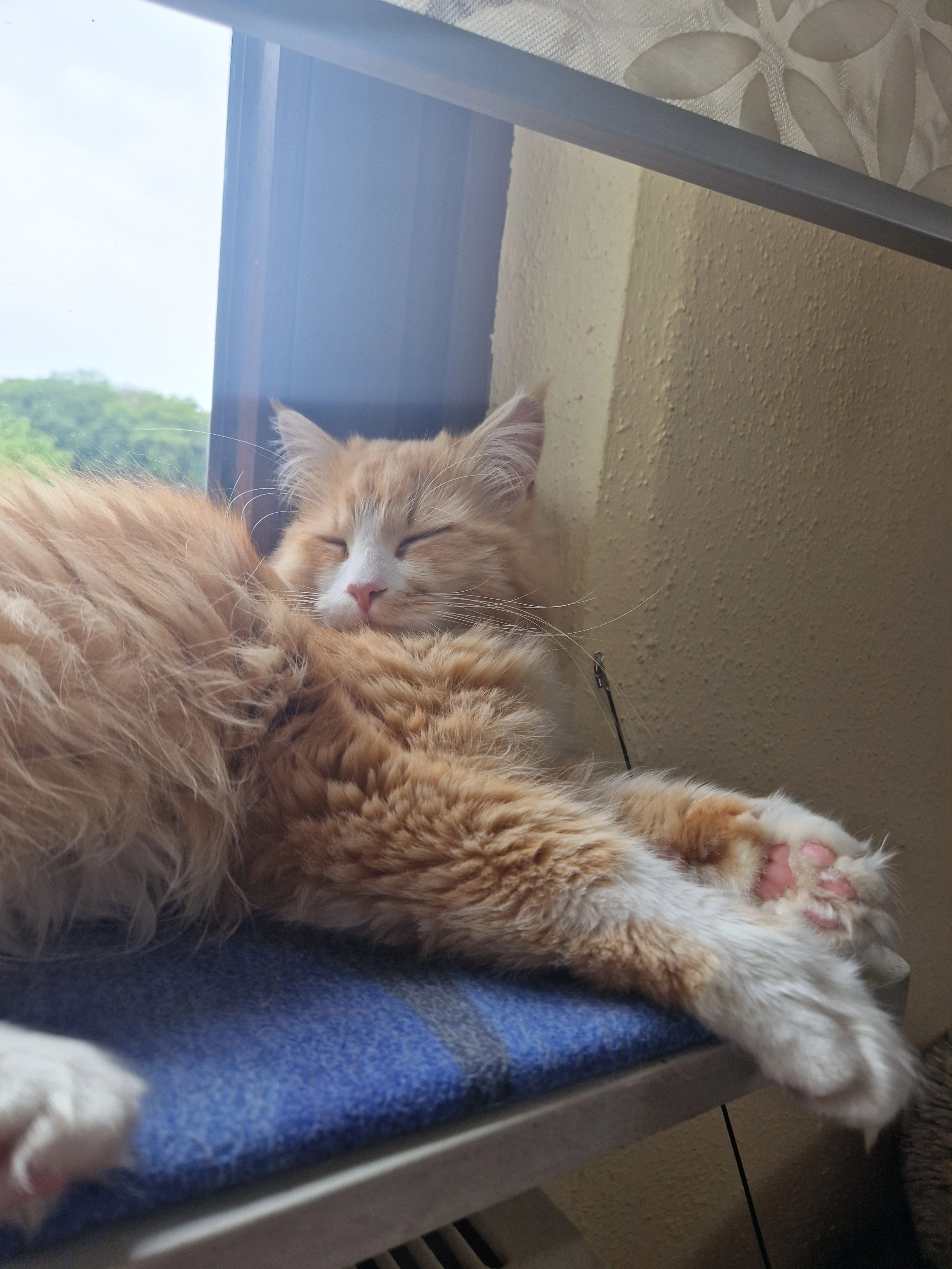 Charlie  - Hauptstraße, Hagen