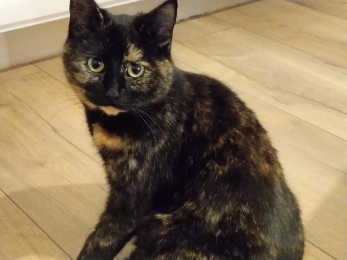 Astra - Rue du Bois, Etalle