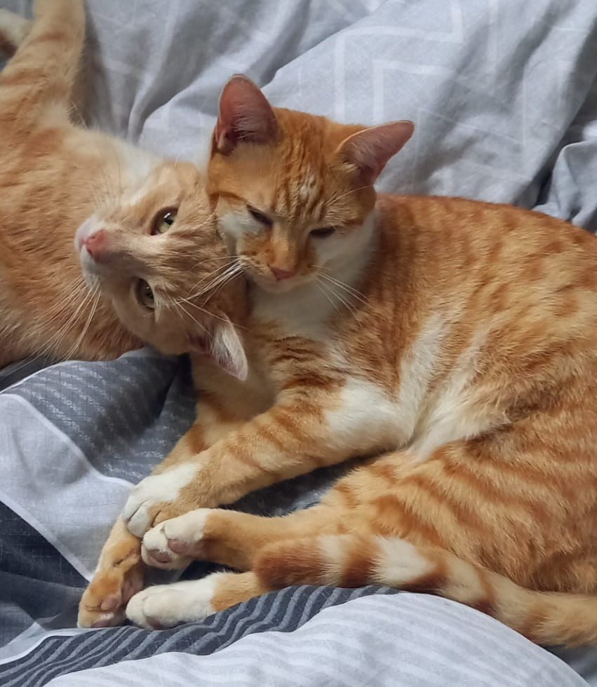 Bernard - PE34 4, King's Lynn