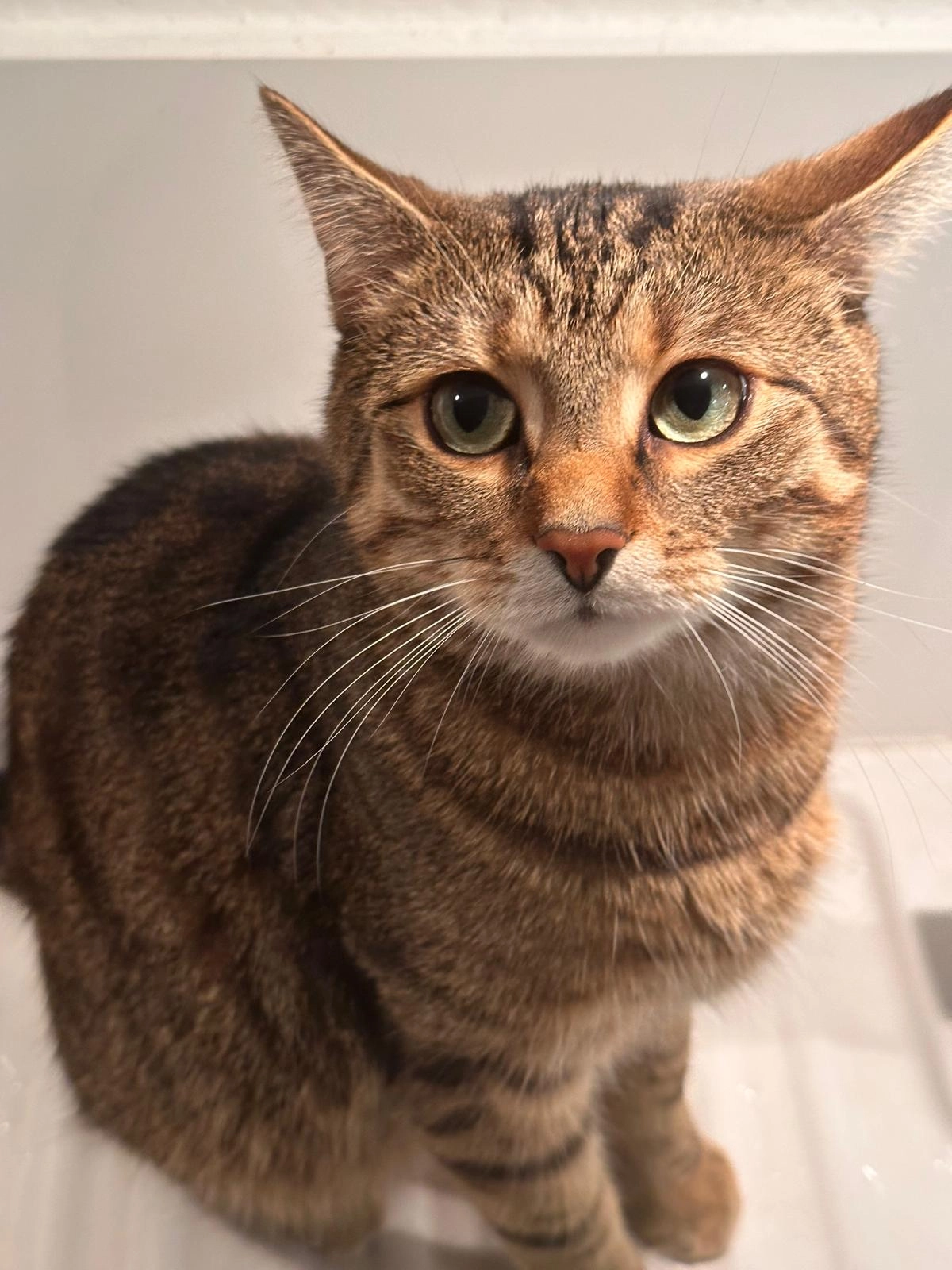 Janosch  - Bernhard-Kuhnt-Weg, Chemnitz