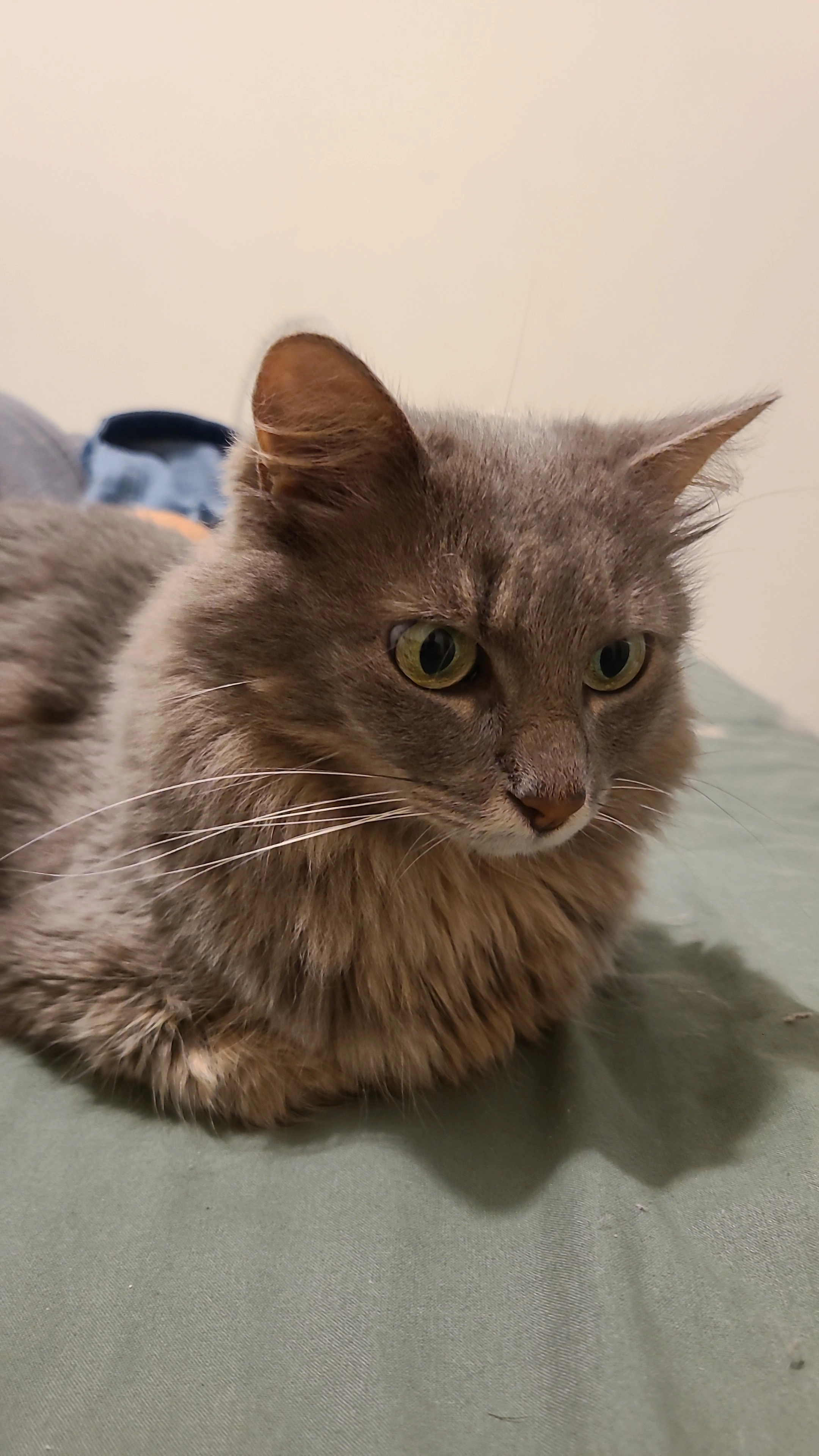 Mew - Chemin Des Sentes, Nans-les-Pins