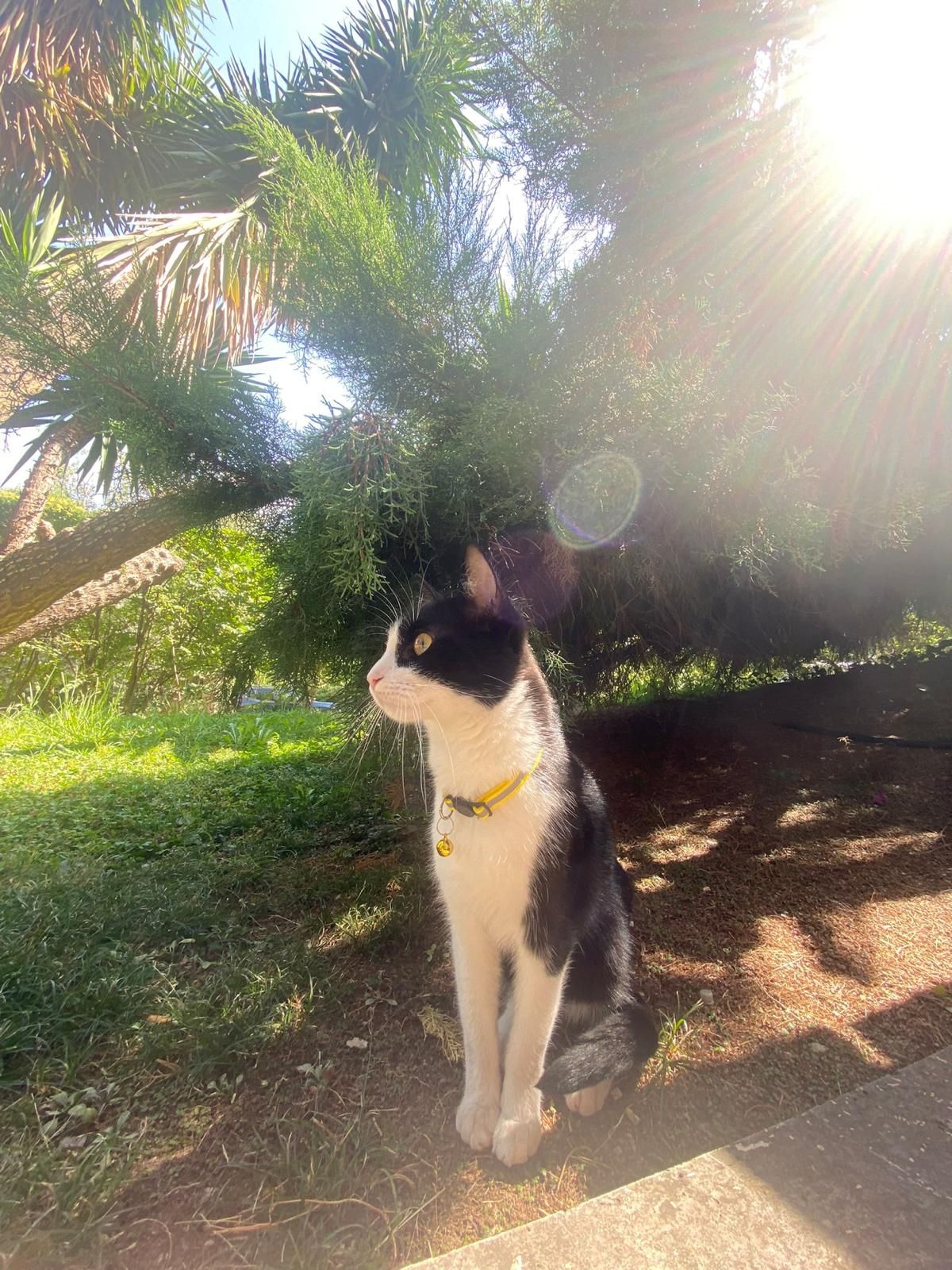 Ringo - Via Michelangelo Tilli, Rome