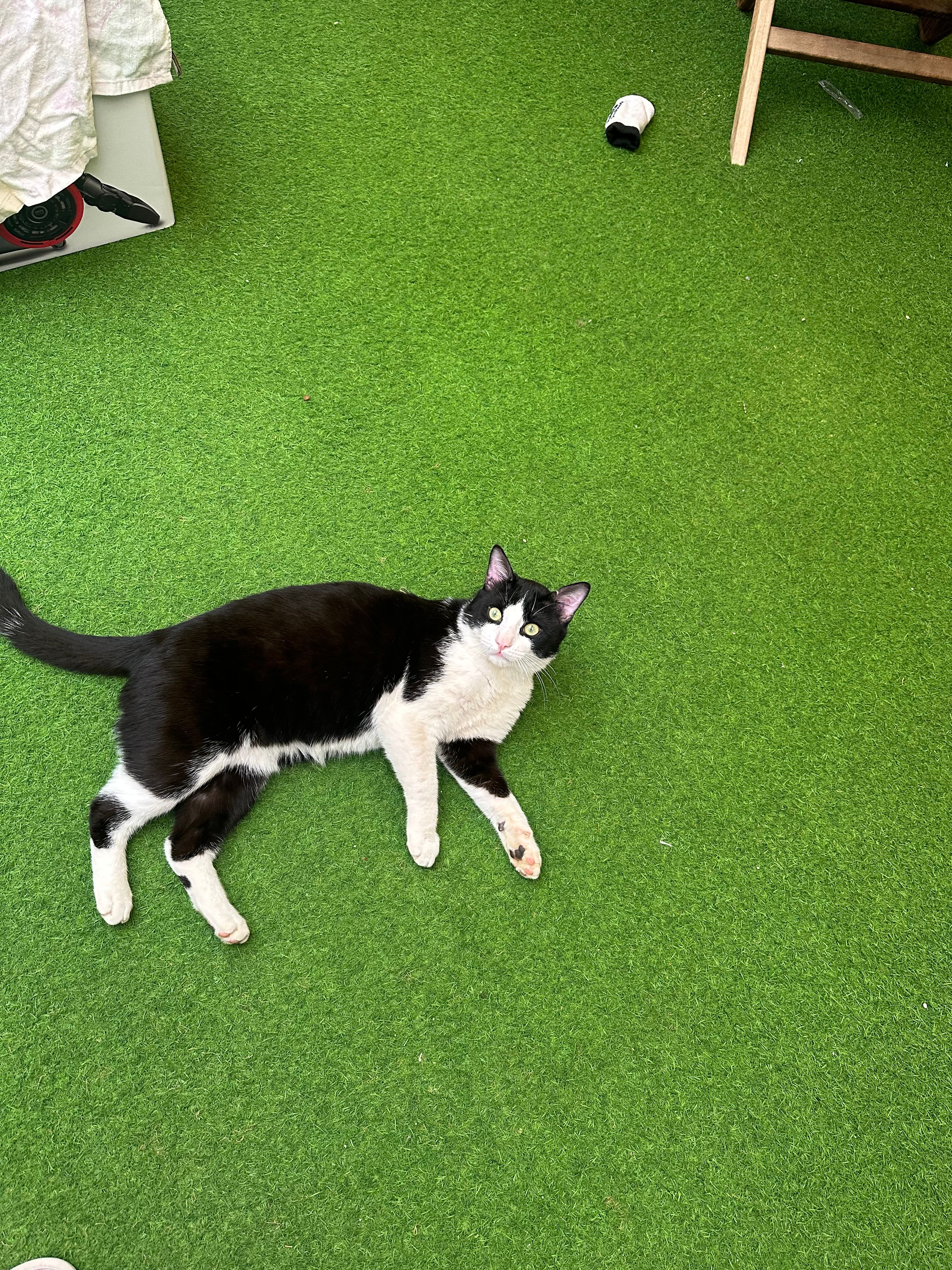 Oreo - Ur Supr1.3, Torremolinos