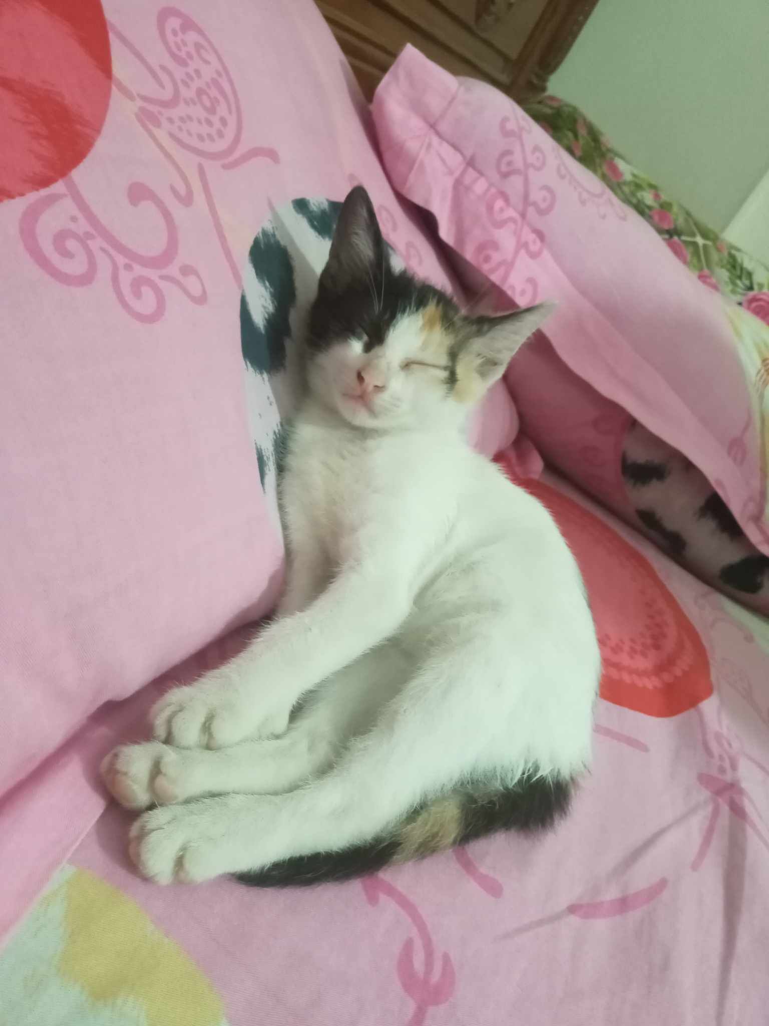 Muezza - Jhenaidah, Jhenaidah