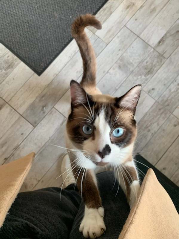 Shaball - 830 Route de Maremne, Saubusse