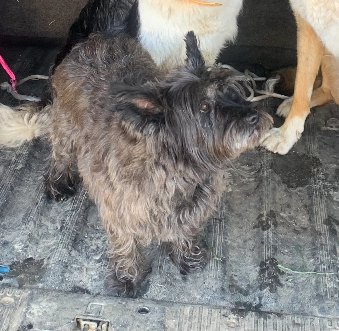 Masha  - La Grange aux Bois, Coincy