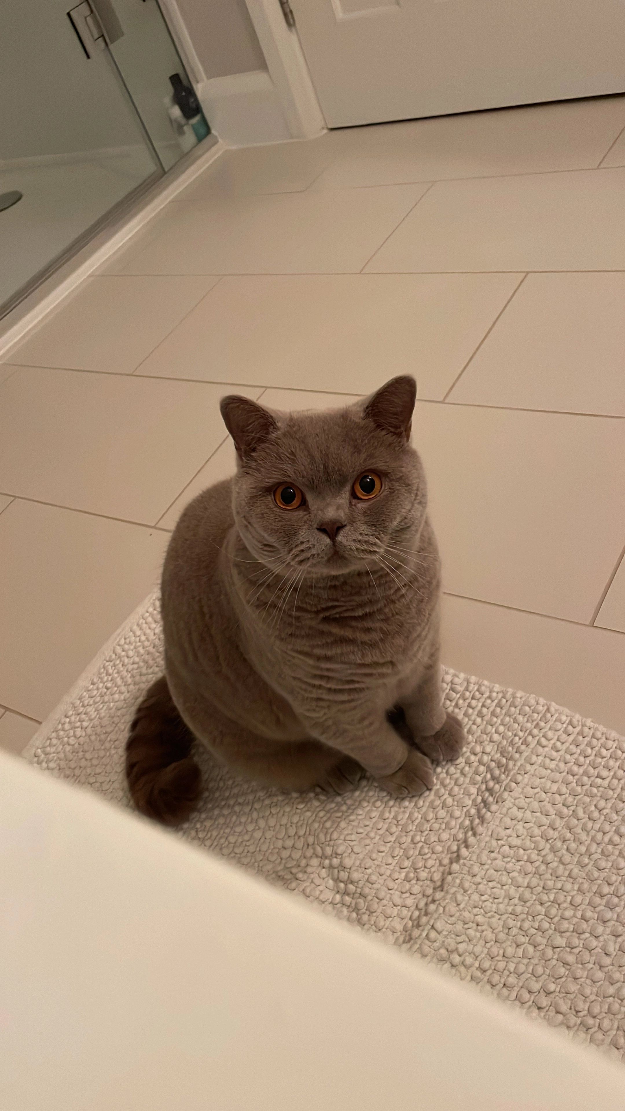 Pedro - Priors Close, Godalming