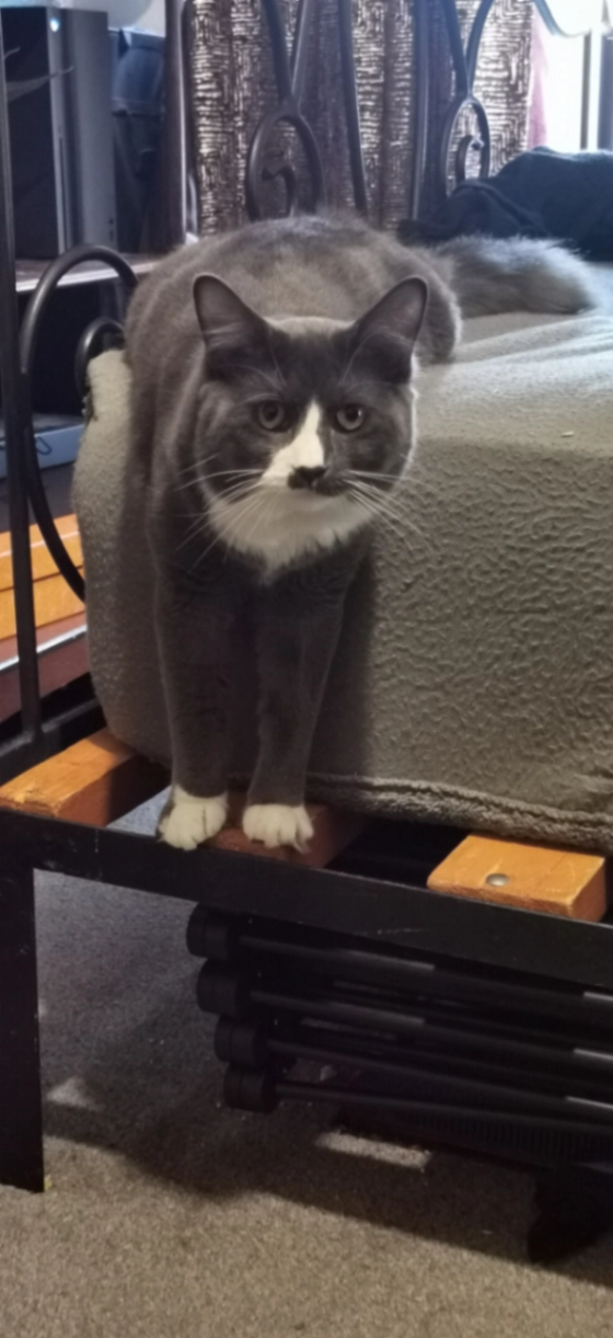 Cicero - Park Road, Torquay