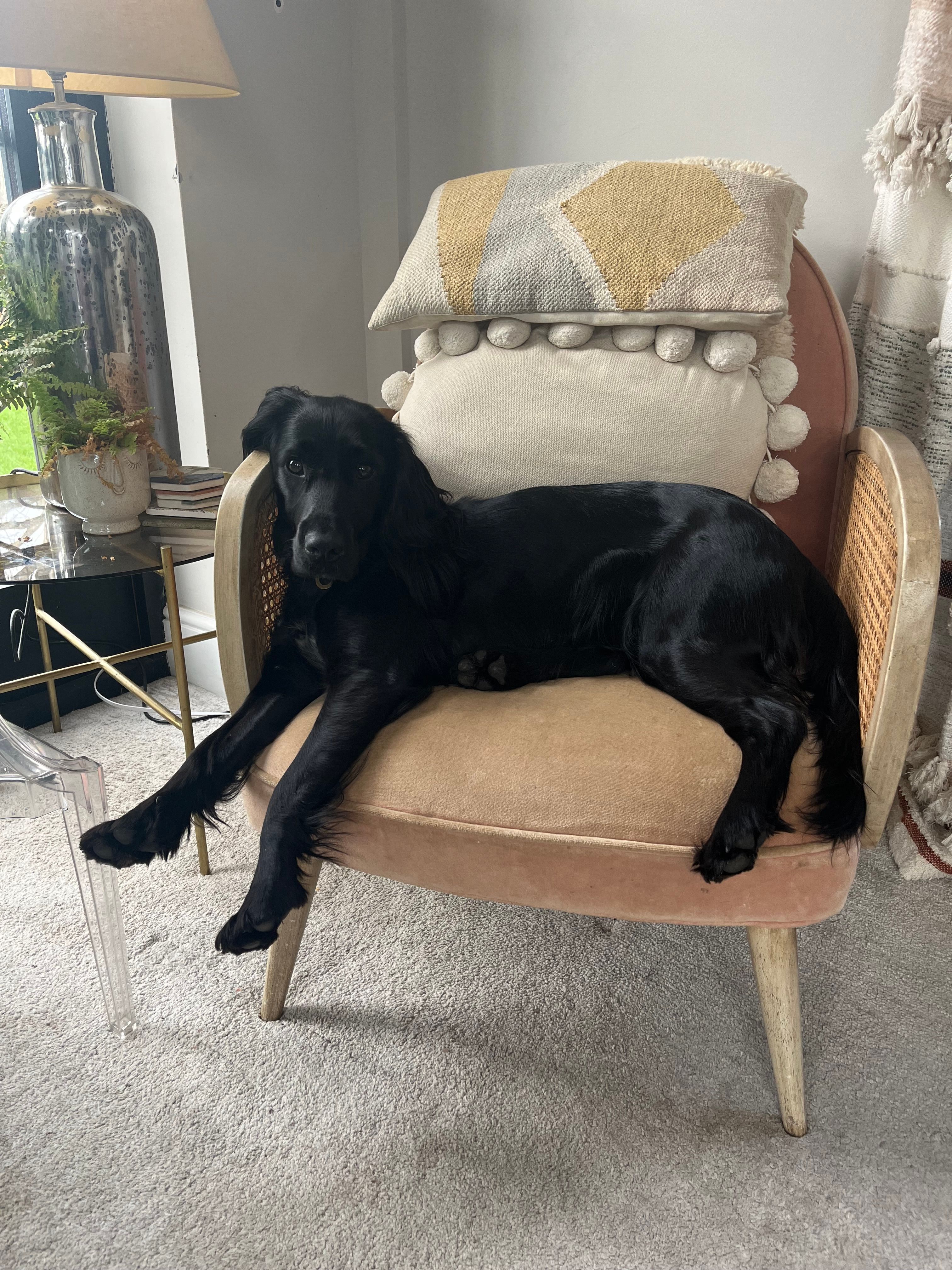 Delphie - KT18 5, Epsom