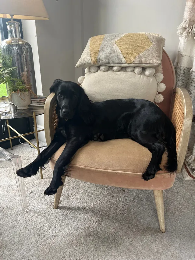 Delphie - KT18 5, Epsom