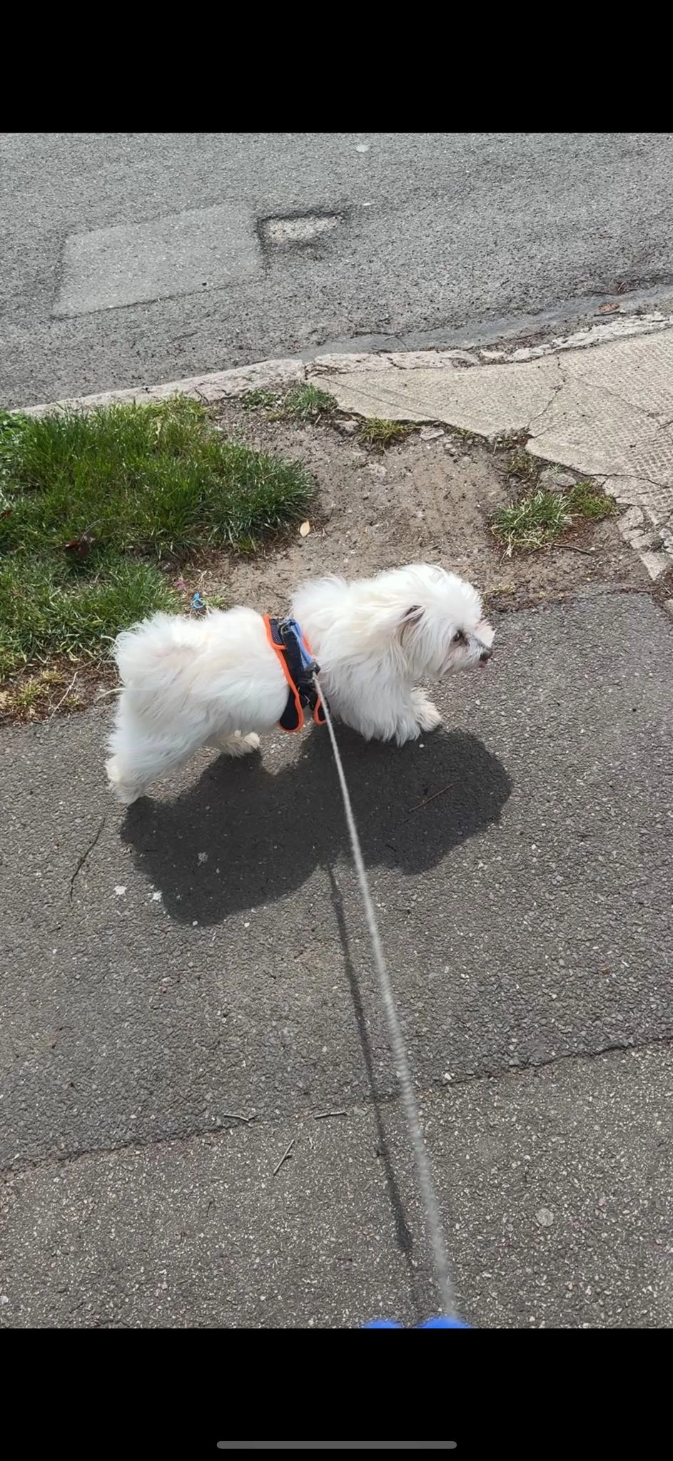 Simba  - Cranbrook Road, Bexleyheath