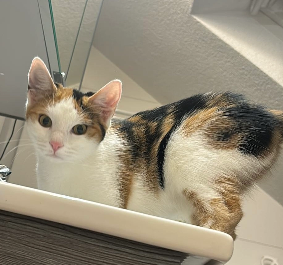 Luna - Steinwiesenstraße, Bisingen