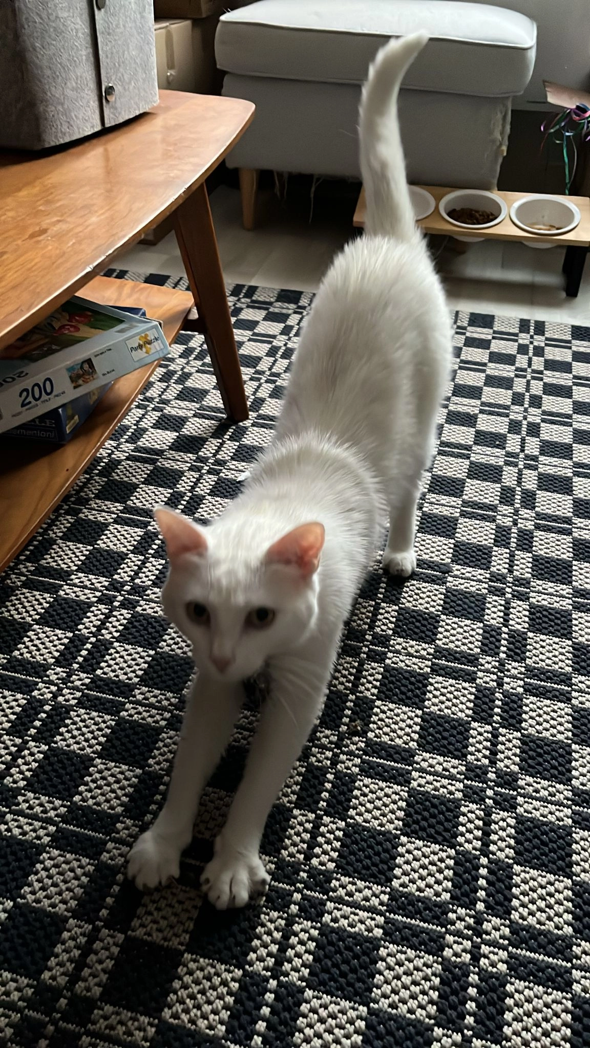 Buddy - 3 Allée des Anémones, Plonéour-Lanvern