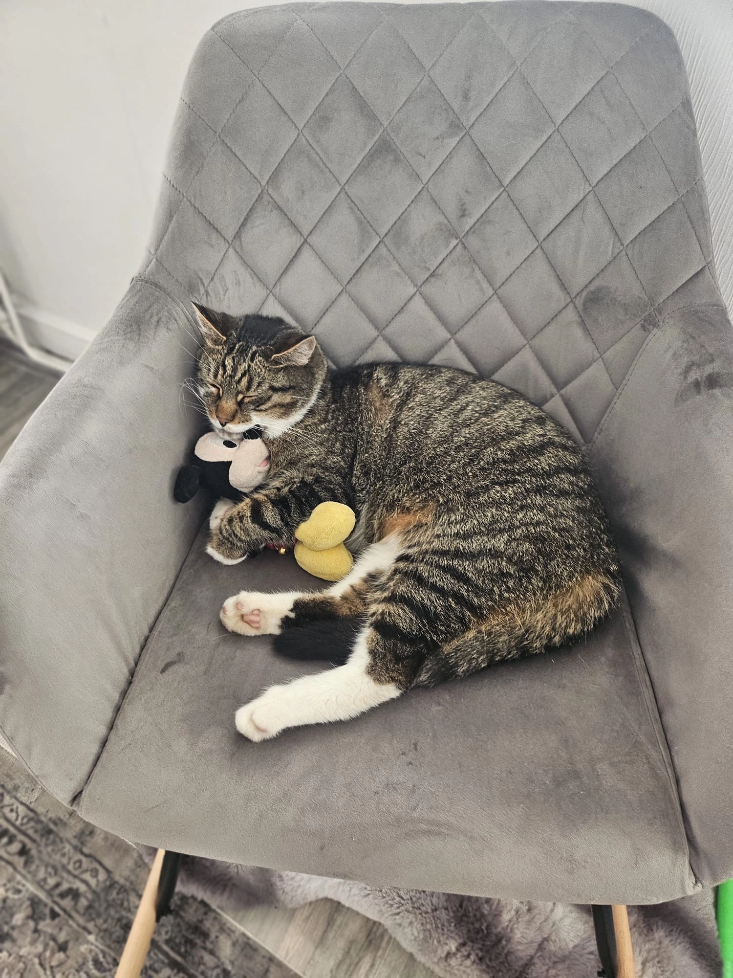 Teddy - Kreuzauer Straße, Düren