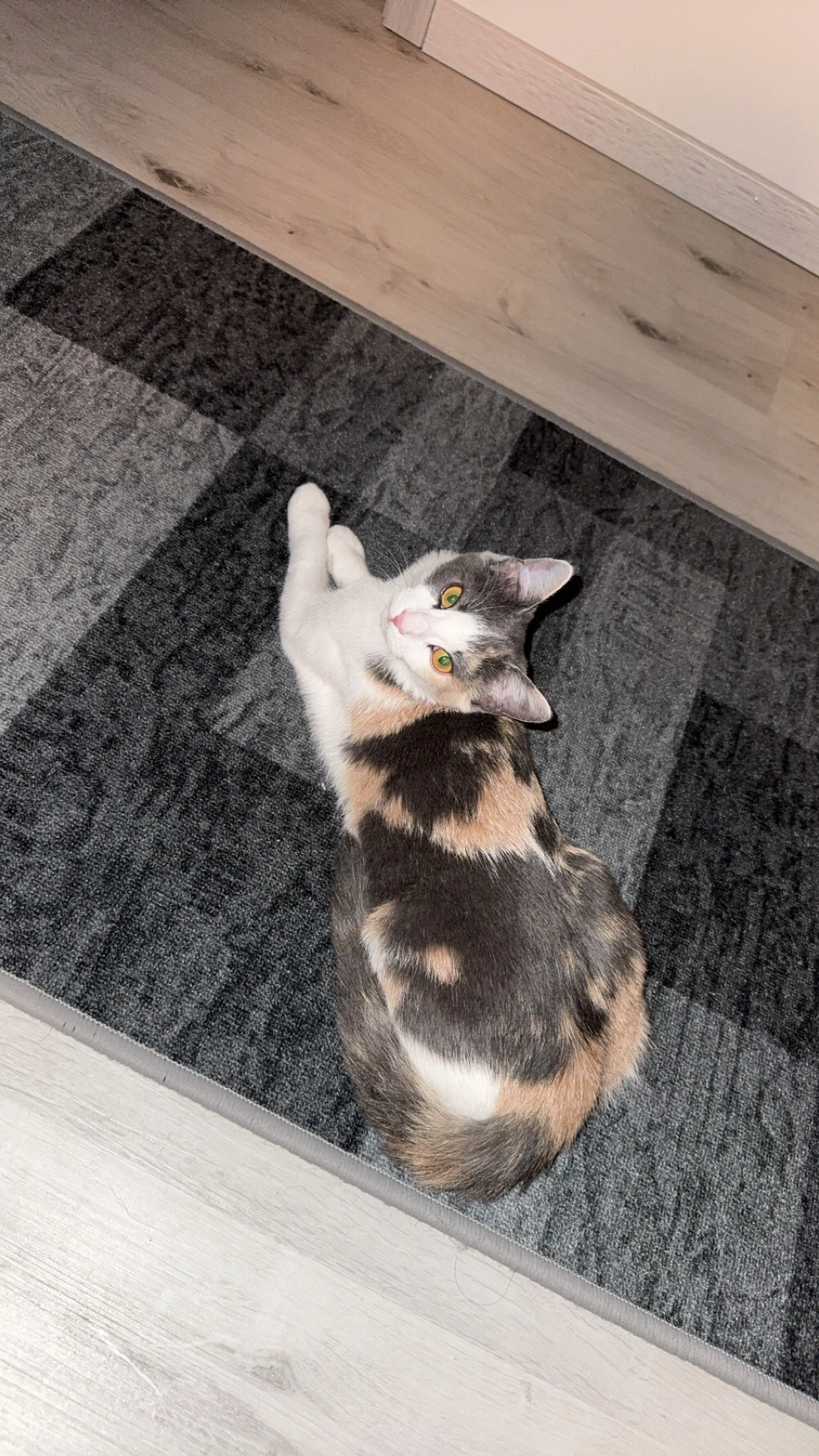 Mayla - Goethestraße 9, Amstetten