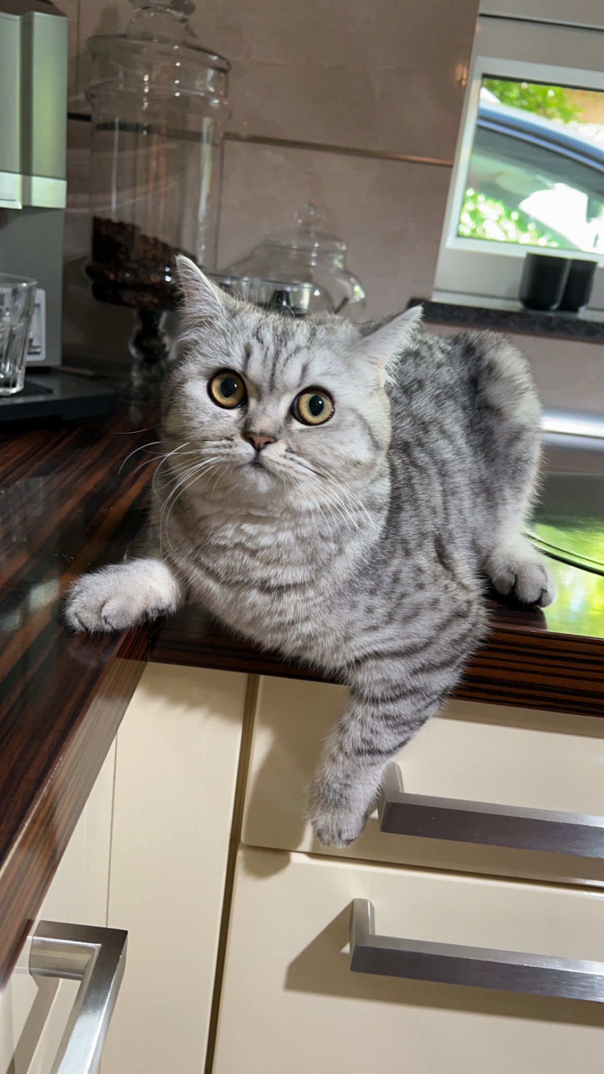 Muezza  - Lüssumer Ring 71, Blumenthal, Bremen