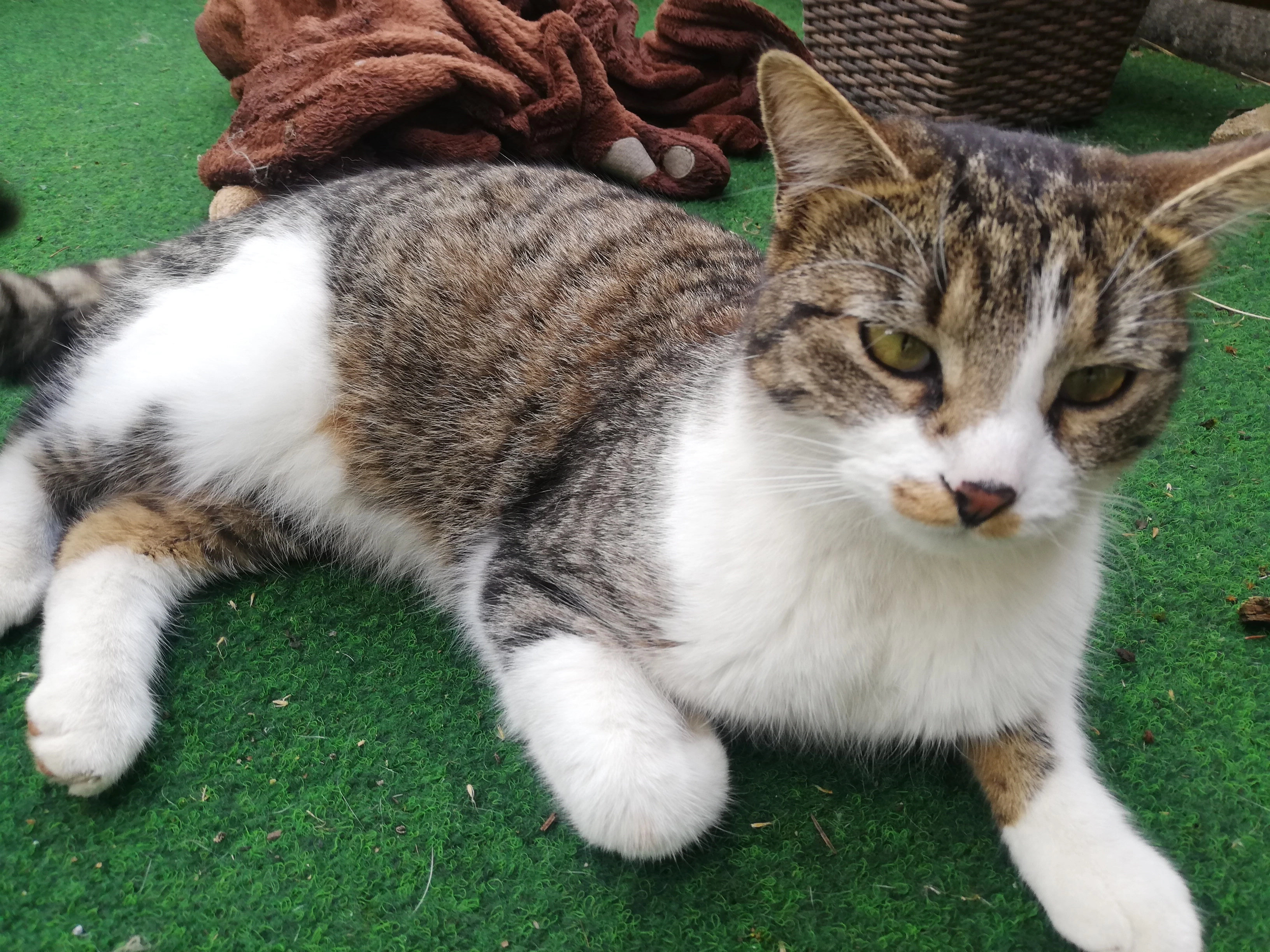 loui - Haydngasse, Gerasdorf bei Wien