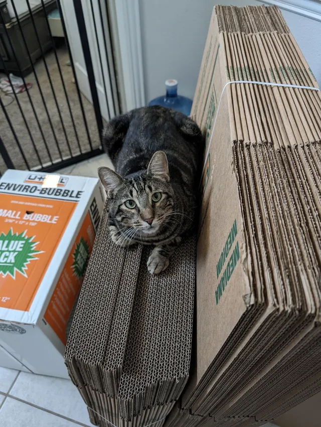 Simba - Oak Valley, Denton