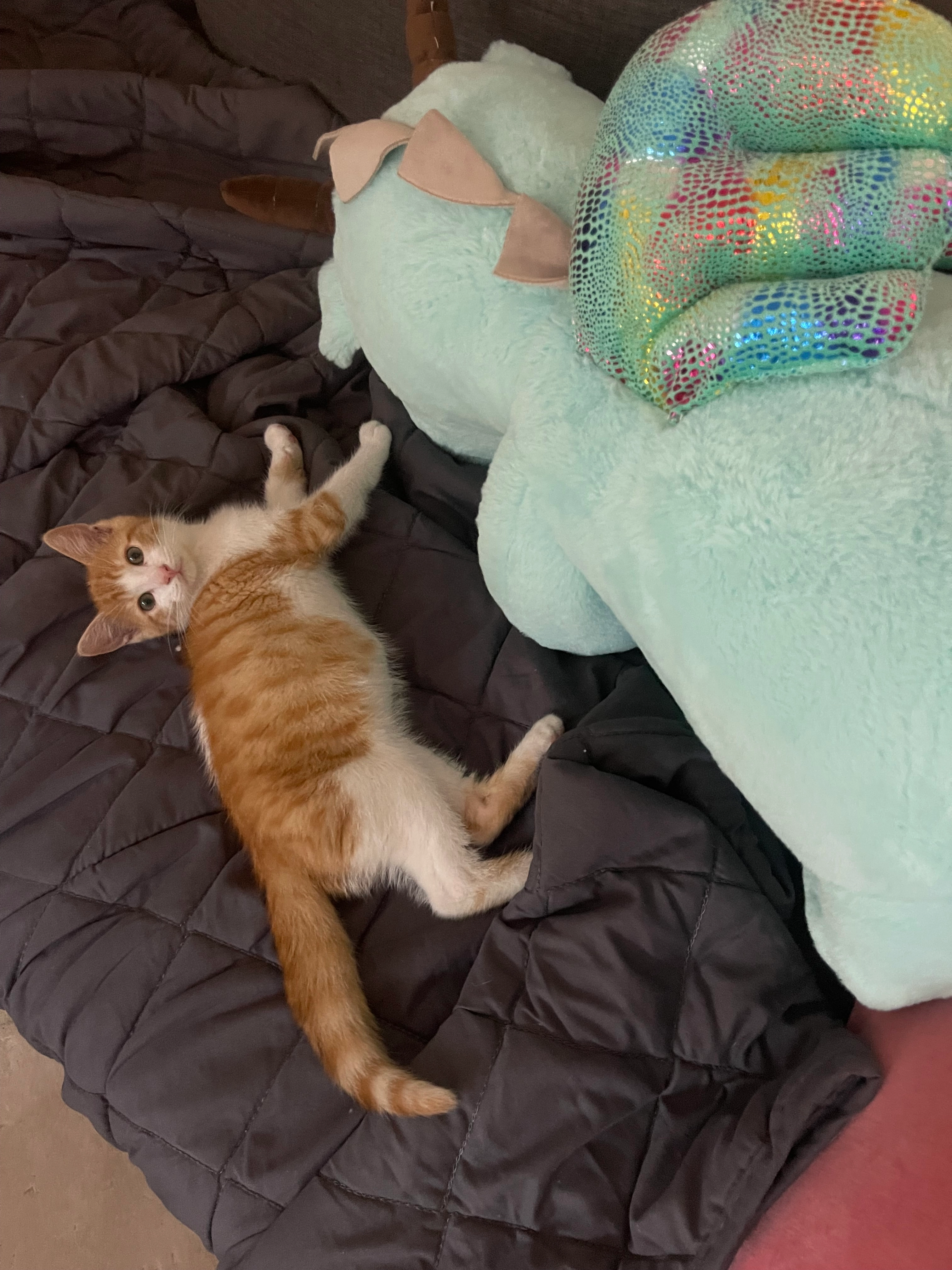 Alfred - 16 Rue de la Rivière, Gond-Pontouvre