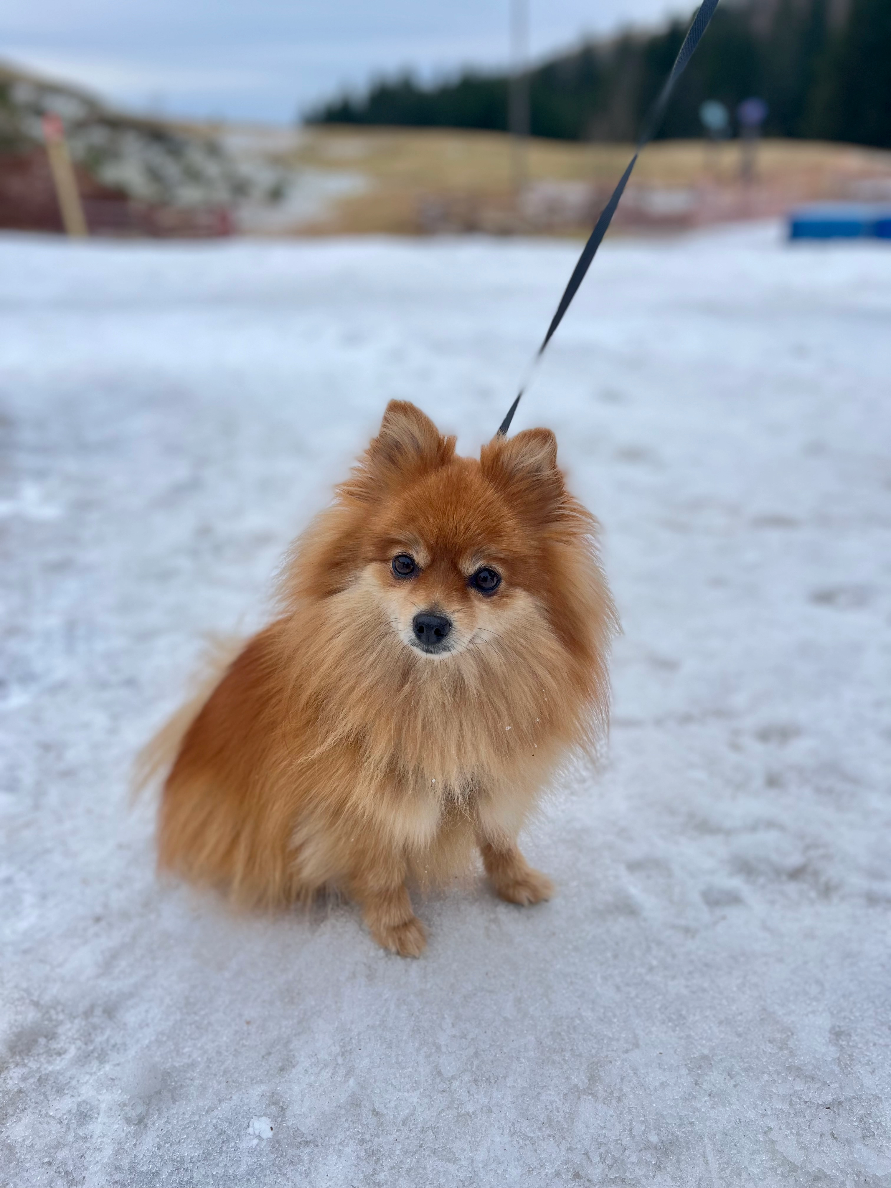 Chataigne - Rue de la Patrotte, Metz