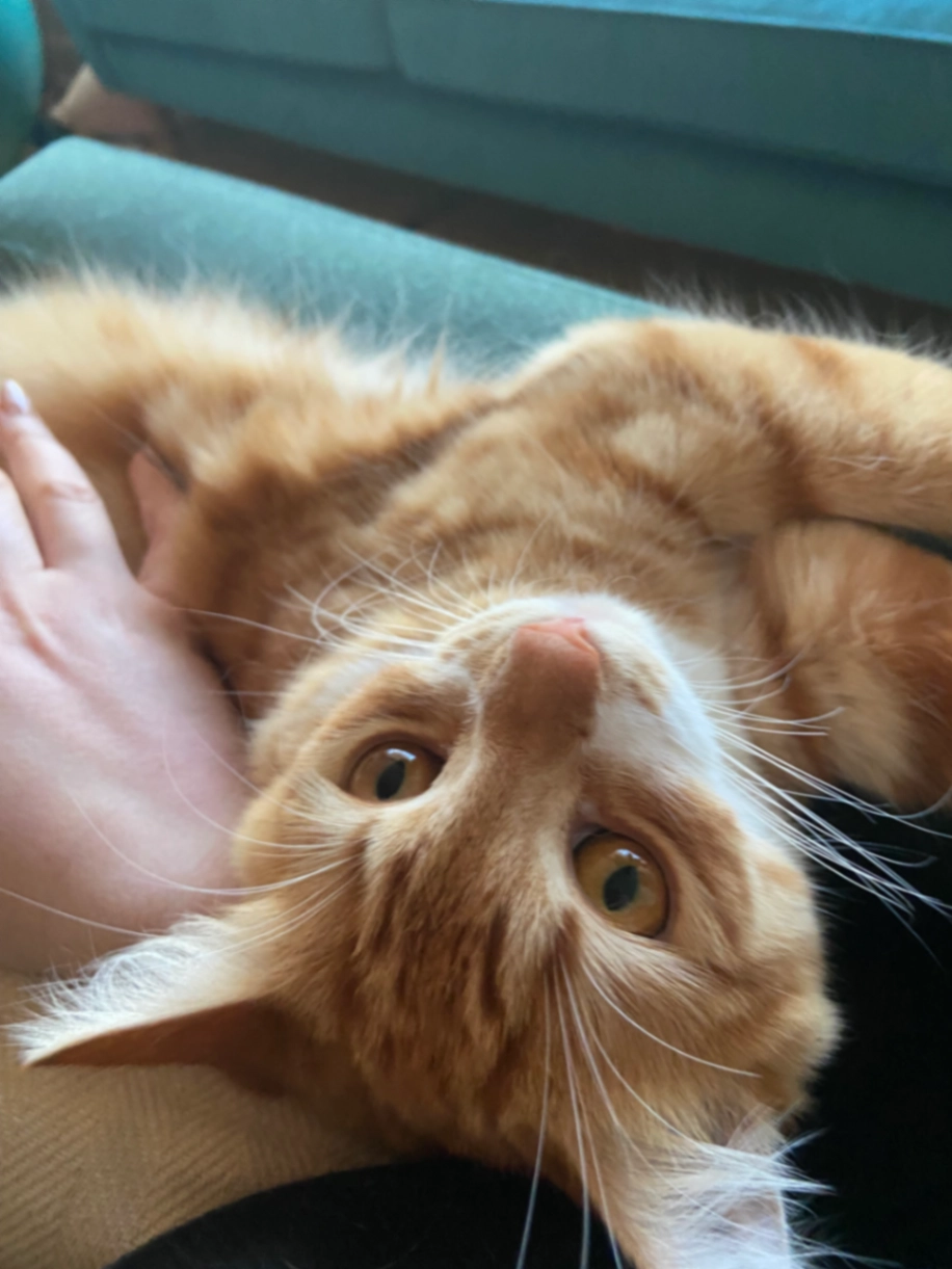 Orla - Back Potters Street, Leeds