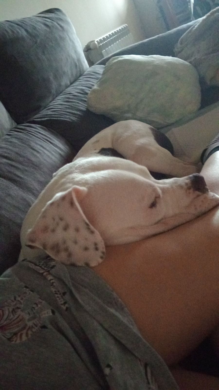 Scoby y alexa - Carretera de bóveda , Cambeo 