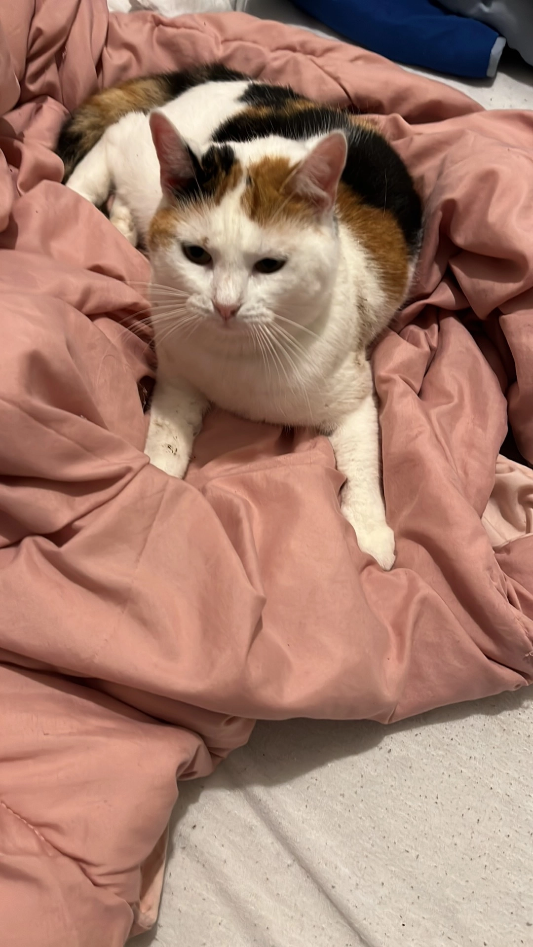 Praline - 12 Rue Marguerite Fontaine, Charleville-Mézières