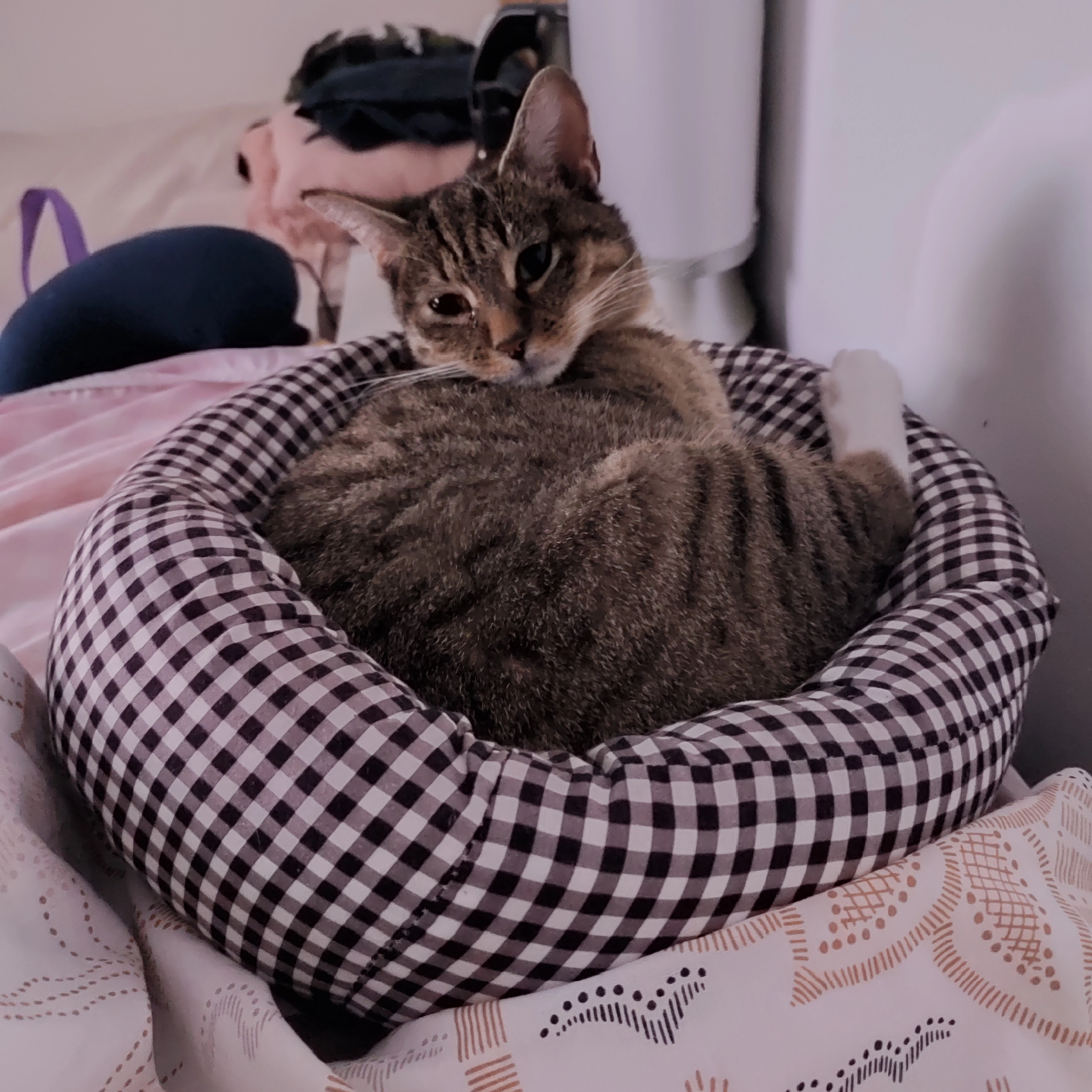 Shakira  - Rue De La Chapelle, Tournai