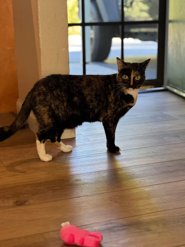 Peanut - Woodspring Lane, Costa Mesa