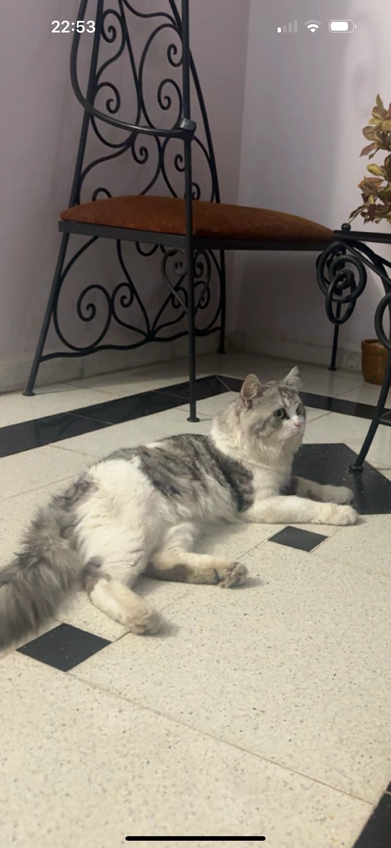 Grisou - Avenue Benboulaid Mustapha, Blida