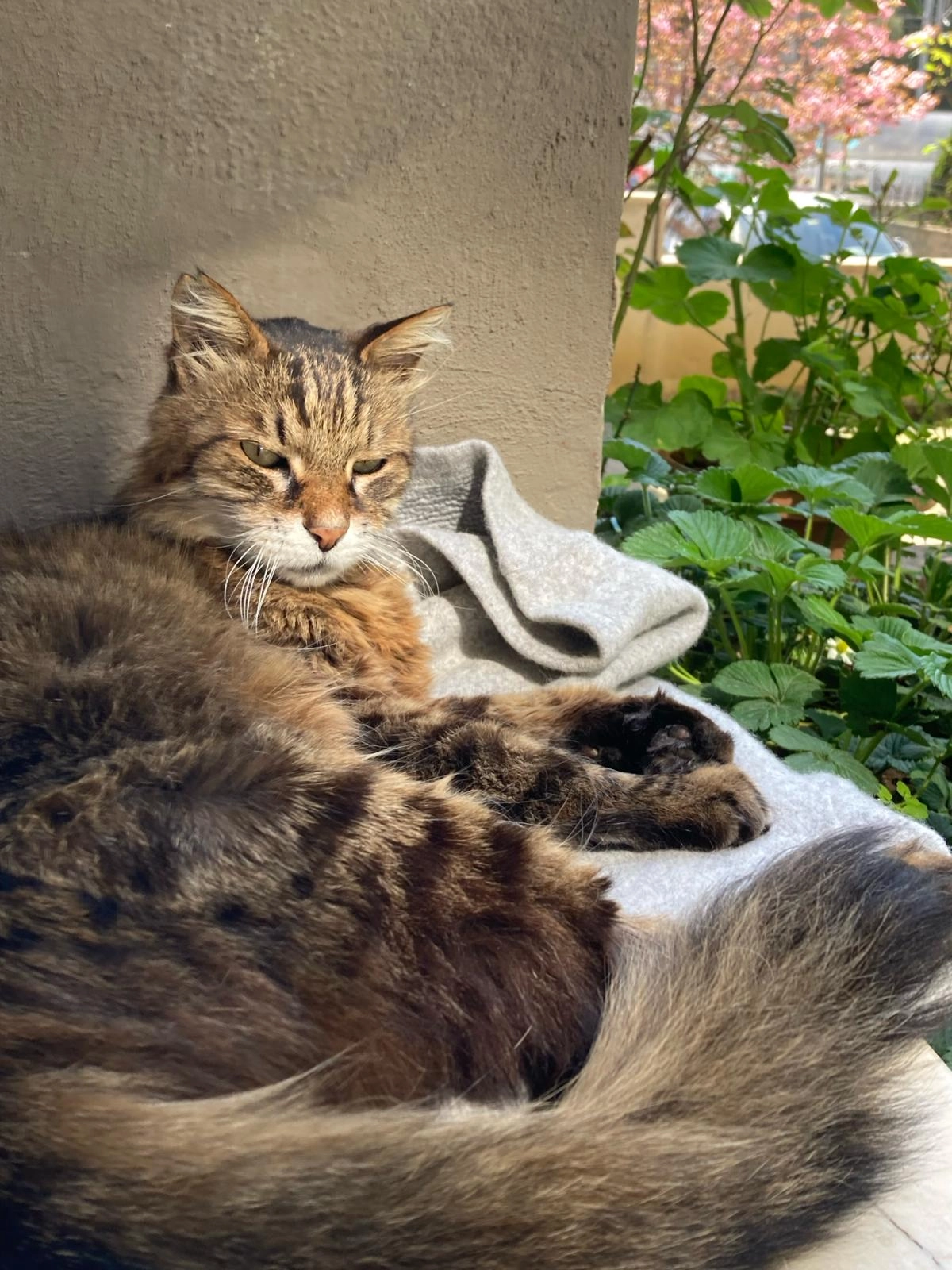 Teddy - 2. Hatboyu Sokak, Zühtüpaşa