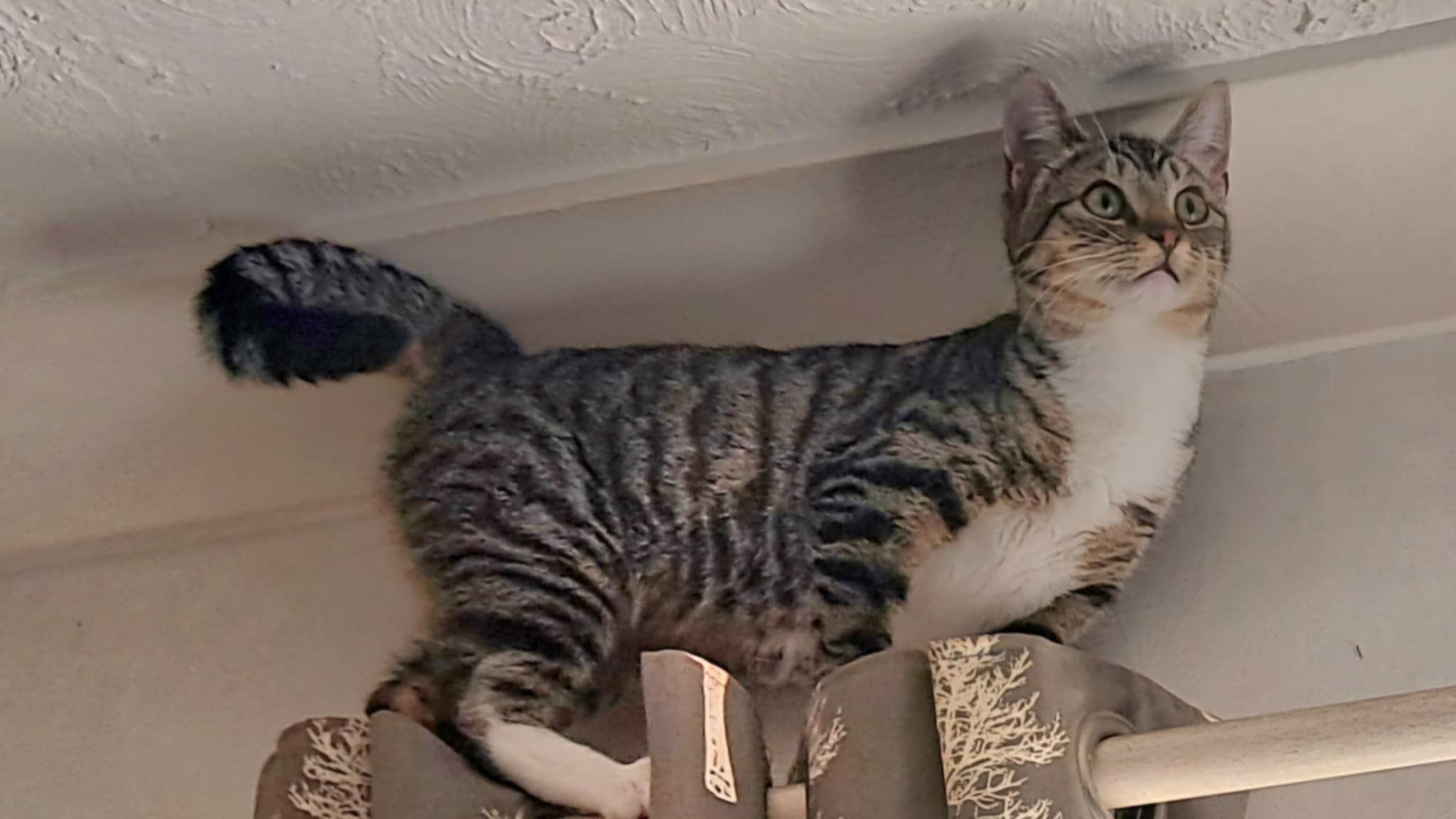 Cookie - Drake Street, Barrow-in-Furness