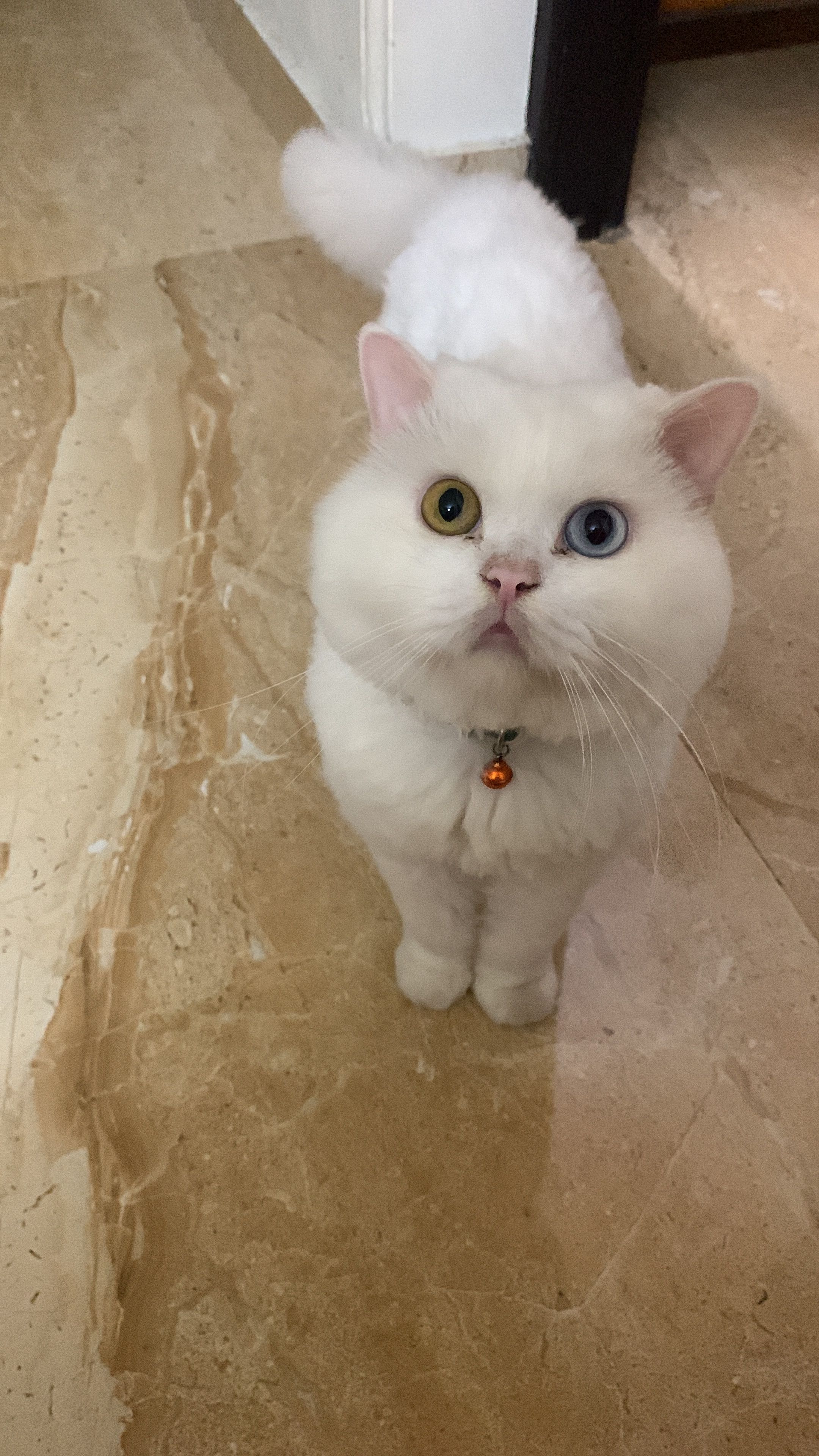 Charley - Nalanchira-Mallappally Road, Thiruvananthapuram