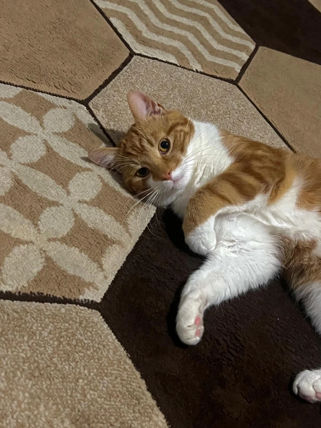 Misho - Clinton Road, Coventry