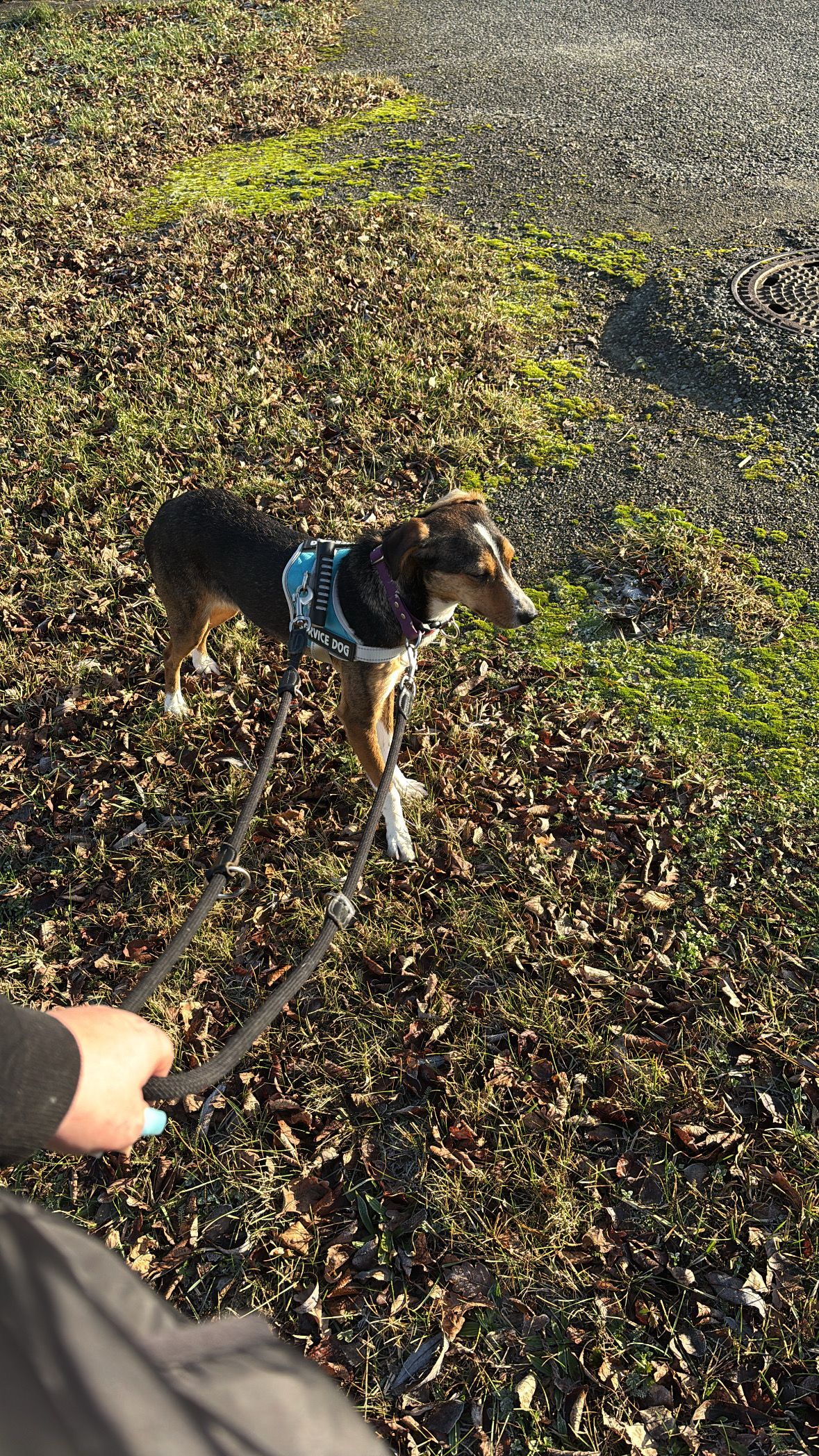 Raya  - Brückenstraße, Zittau