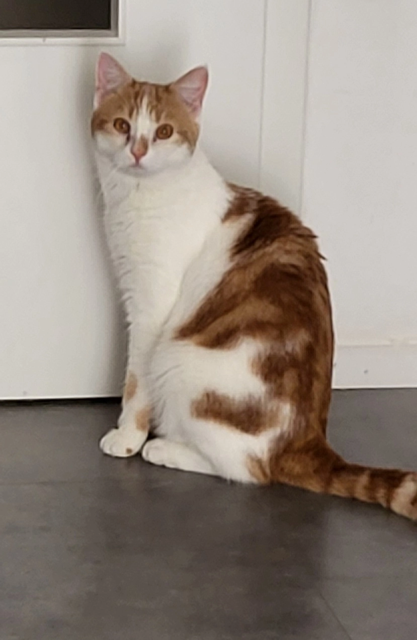 Tommy - Franziskanerstraße, Altötting