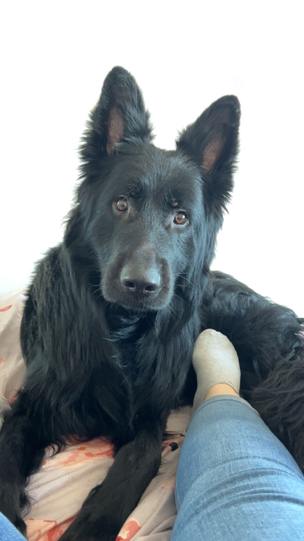 Mack - Korenmolen, Hoorn