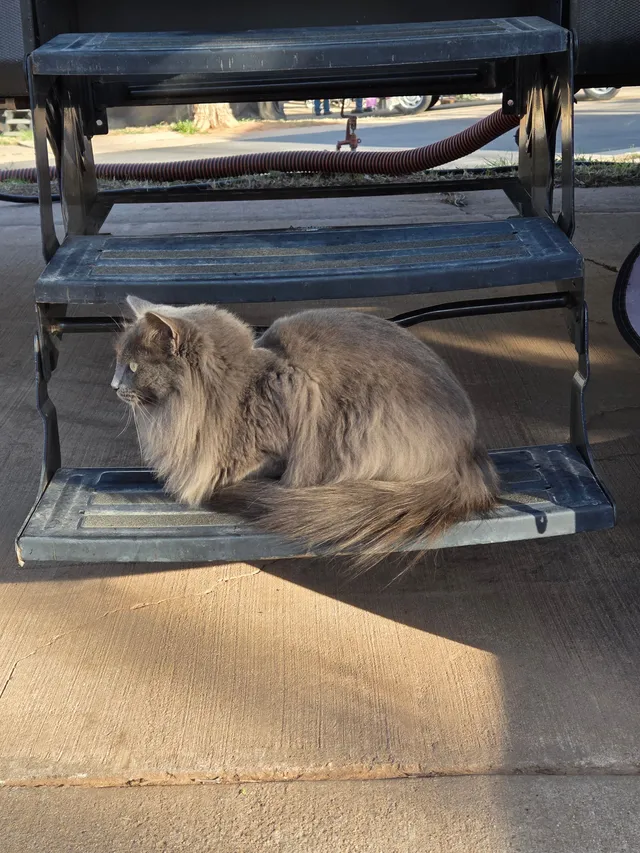 Smokett- Long hair grey cat - East Flint Hills Boulevard, Junction City